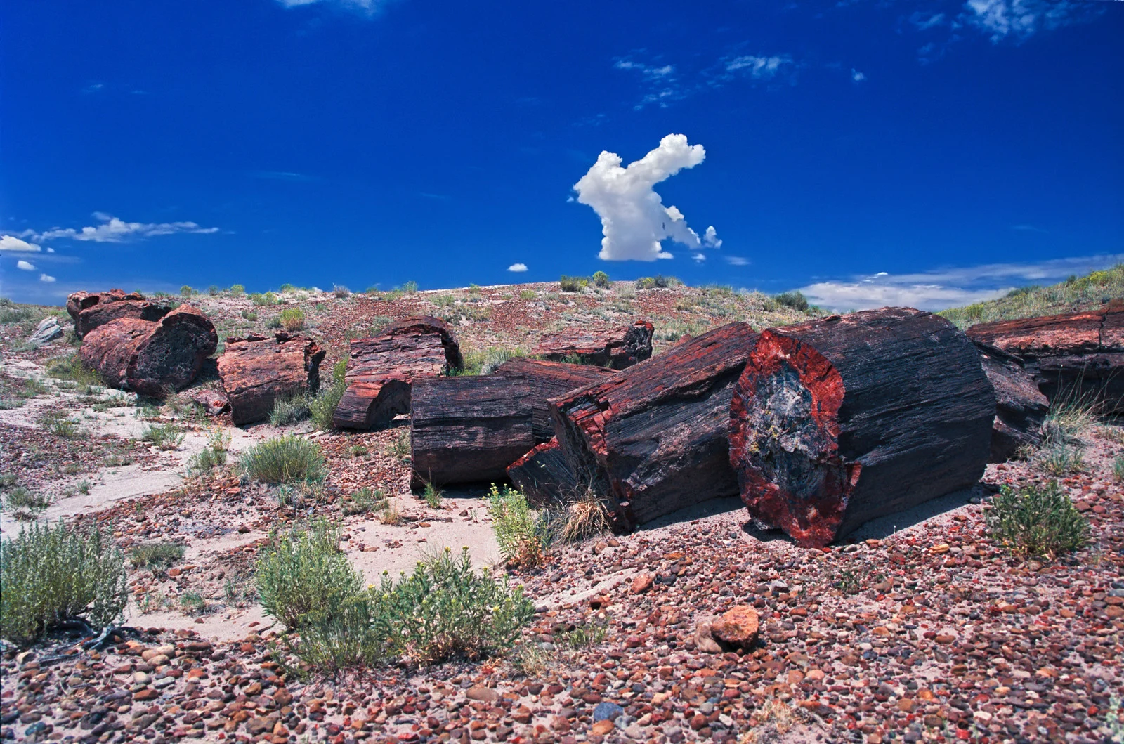1998_Petrified Forest, Az