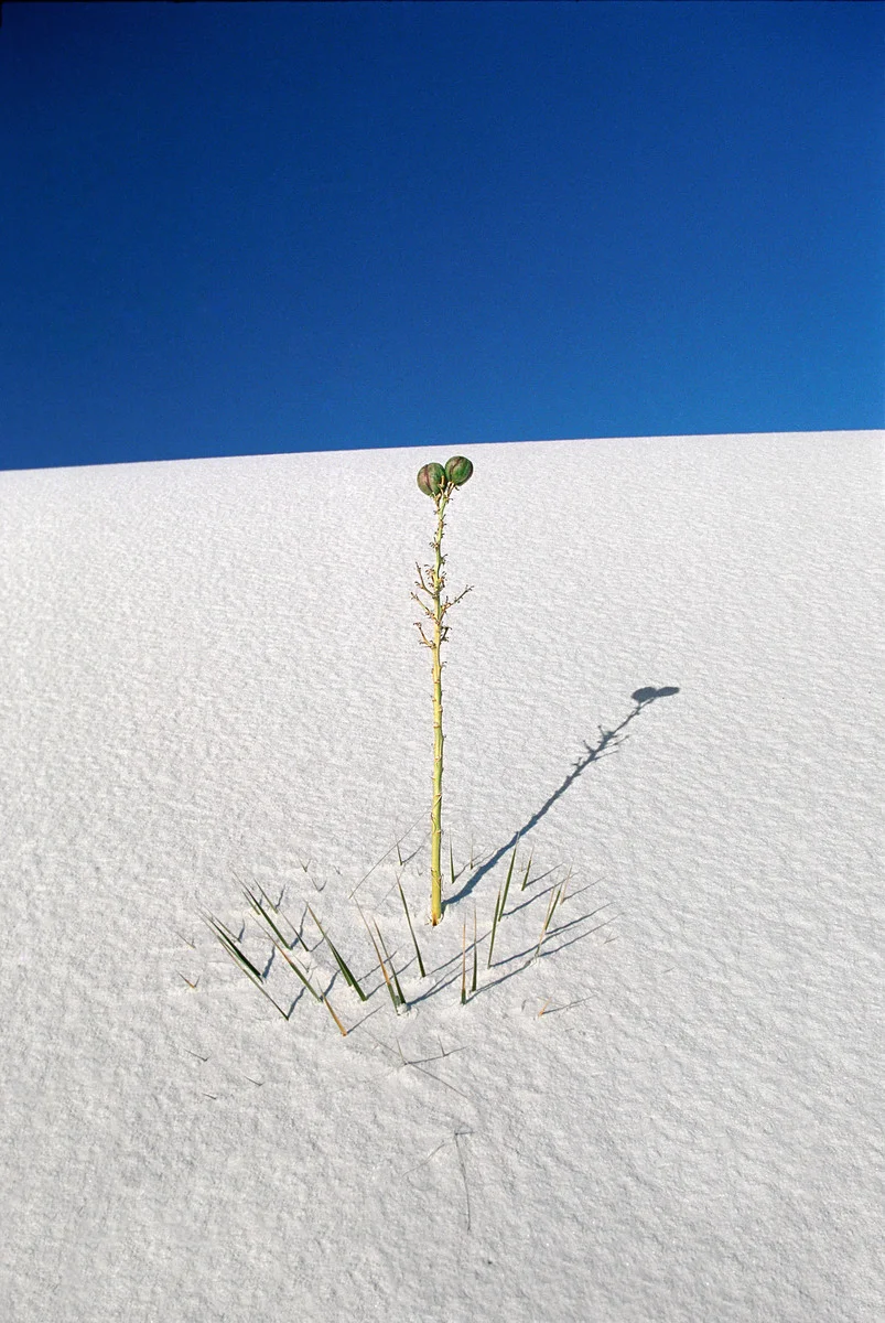 1998_White Sands Dunes, Nm