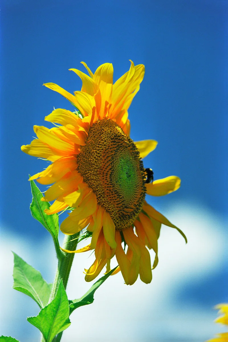 2000_Albuquerque Sunflower