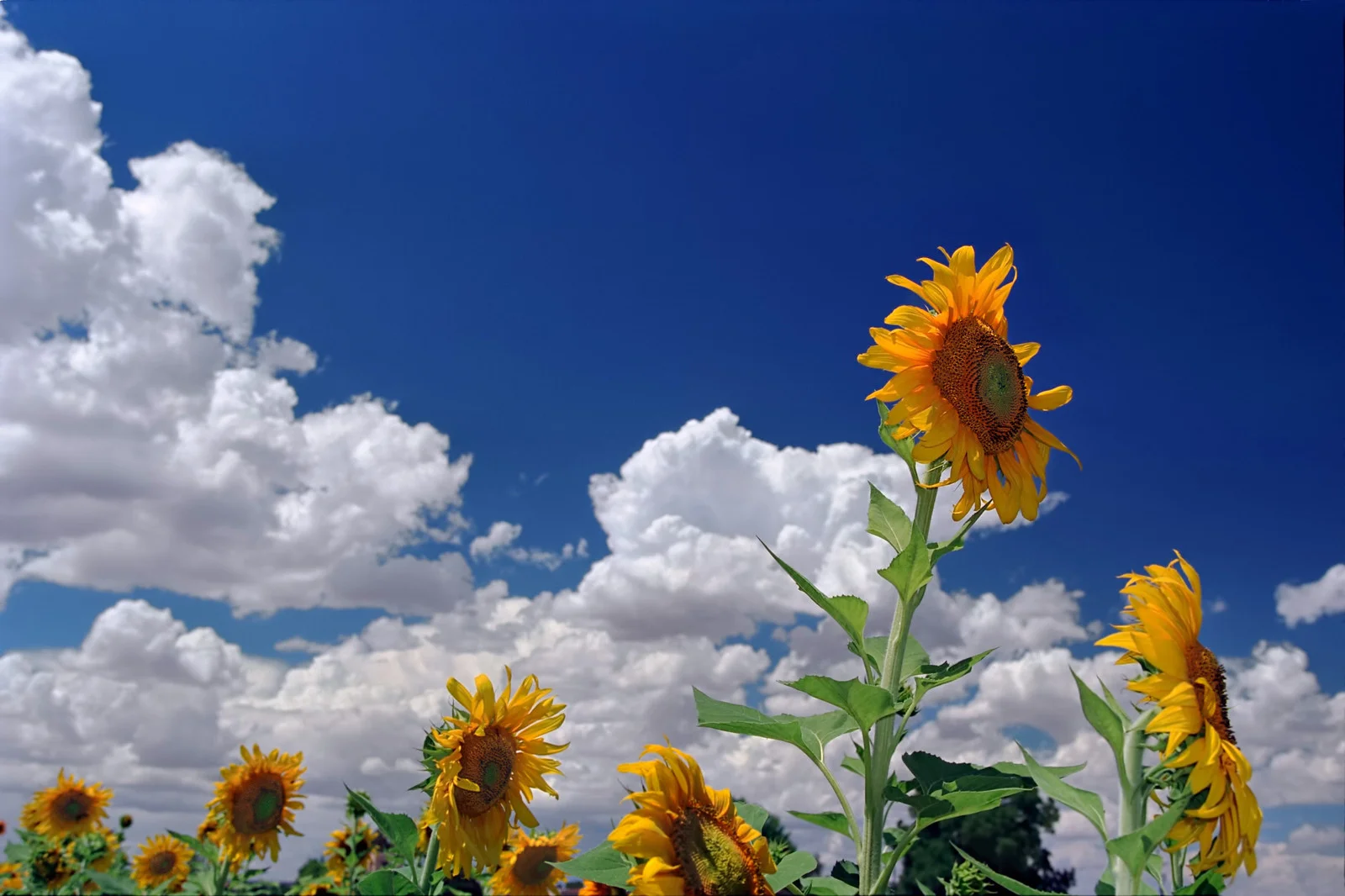 2000_Albuquerque Sunflowers