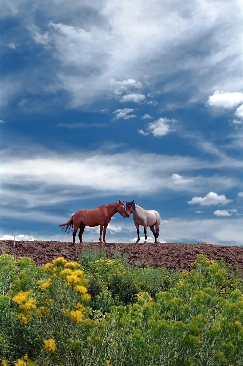 2001_Horses Off Hwy 96, Nm