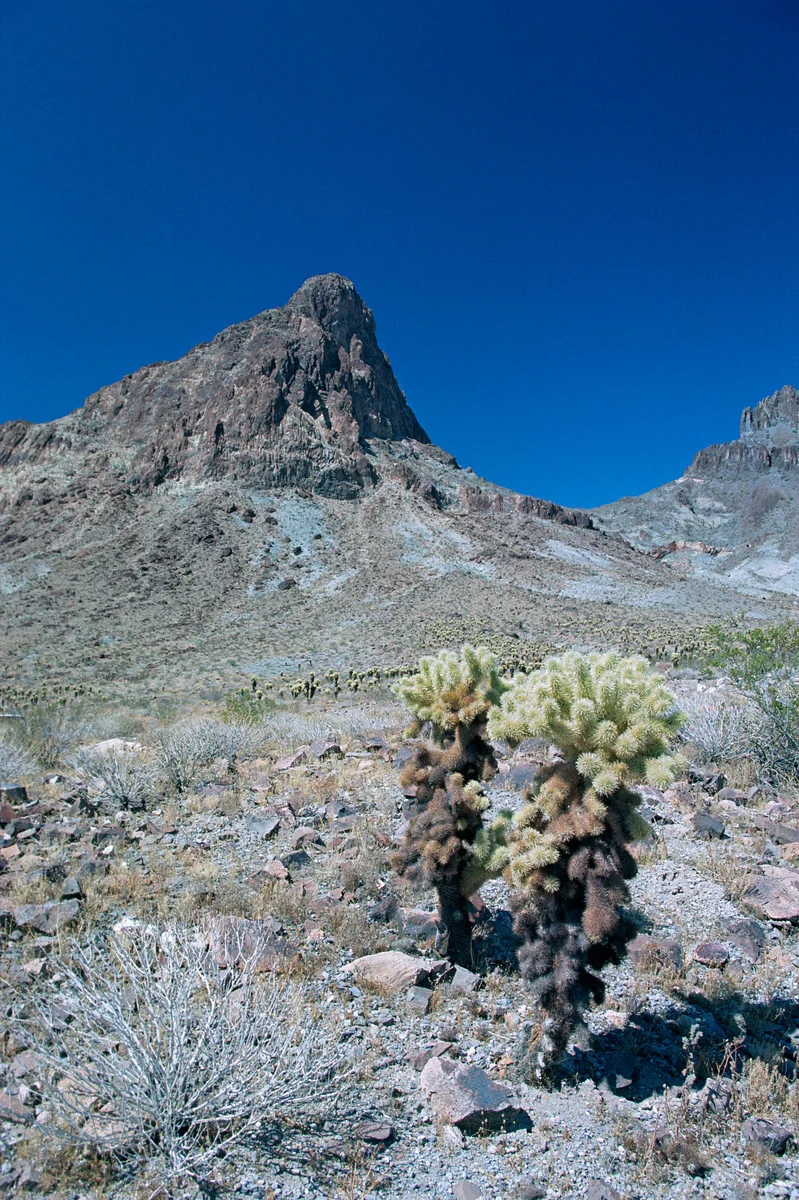 2003_Jumping Cholla-Desert-Old Rte 66 (Hwy 10),Az