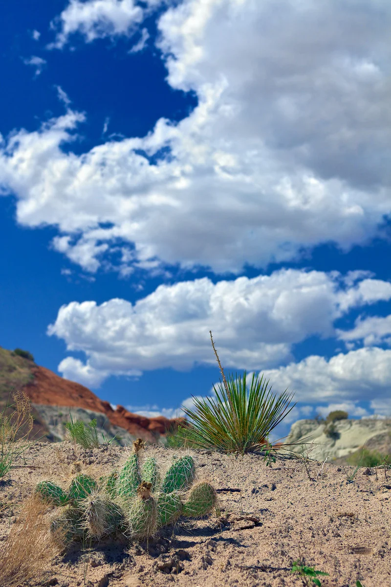 2010_Area Near Toadstools off Hwy 89 ,Ut