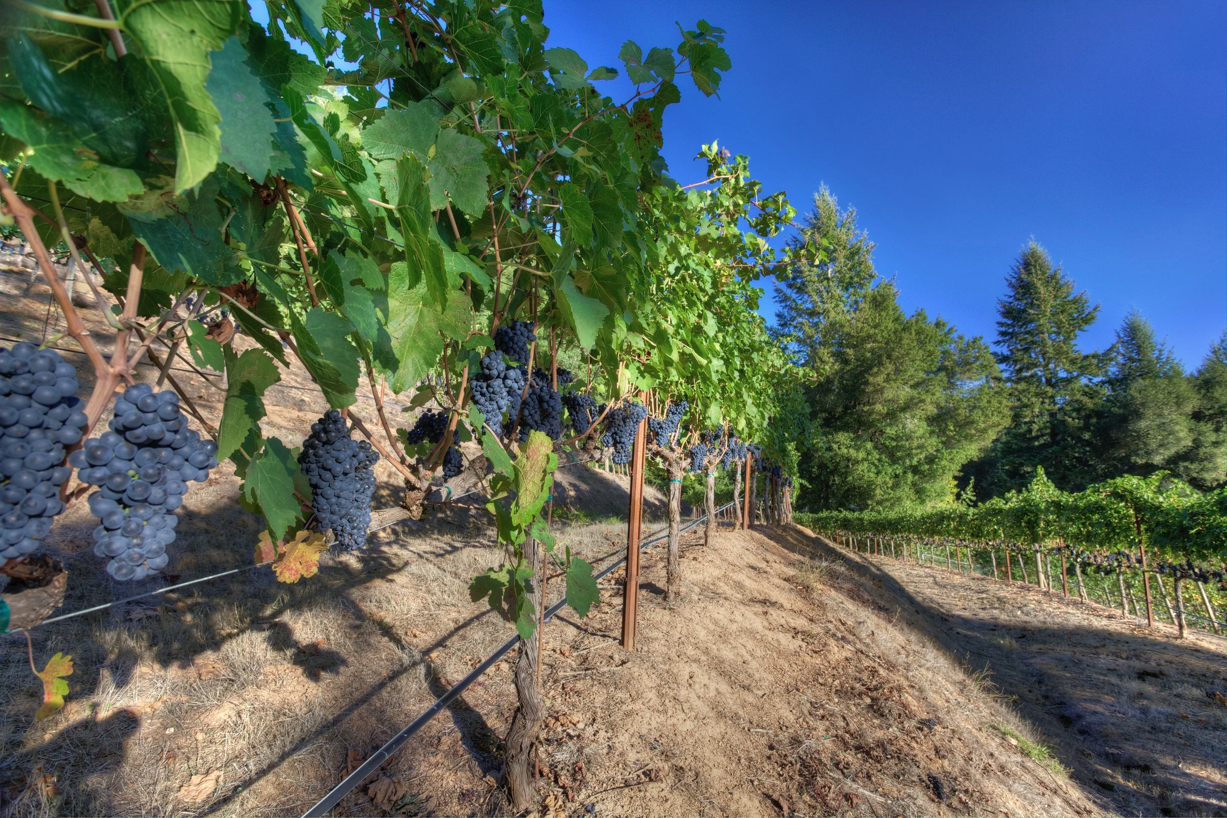 2013_Theopolis Vineyards 2.jpg