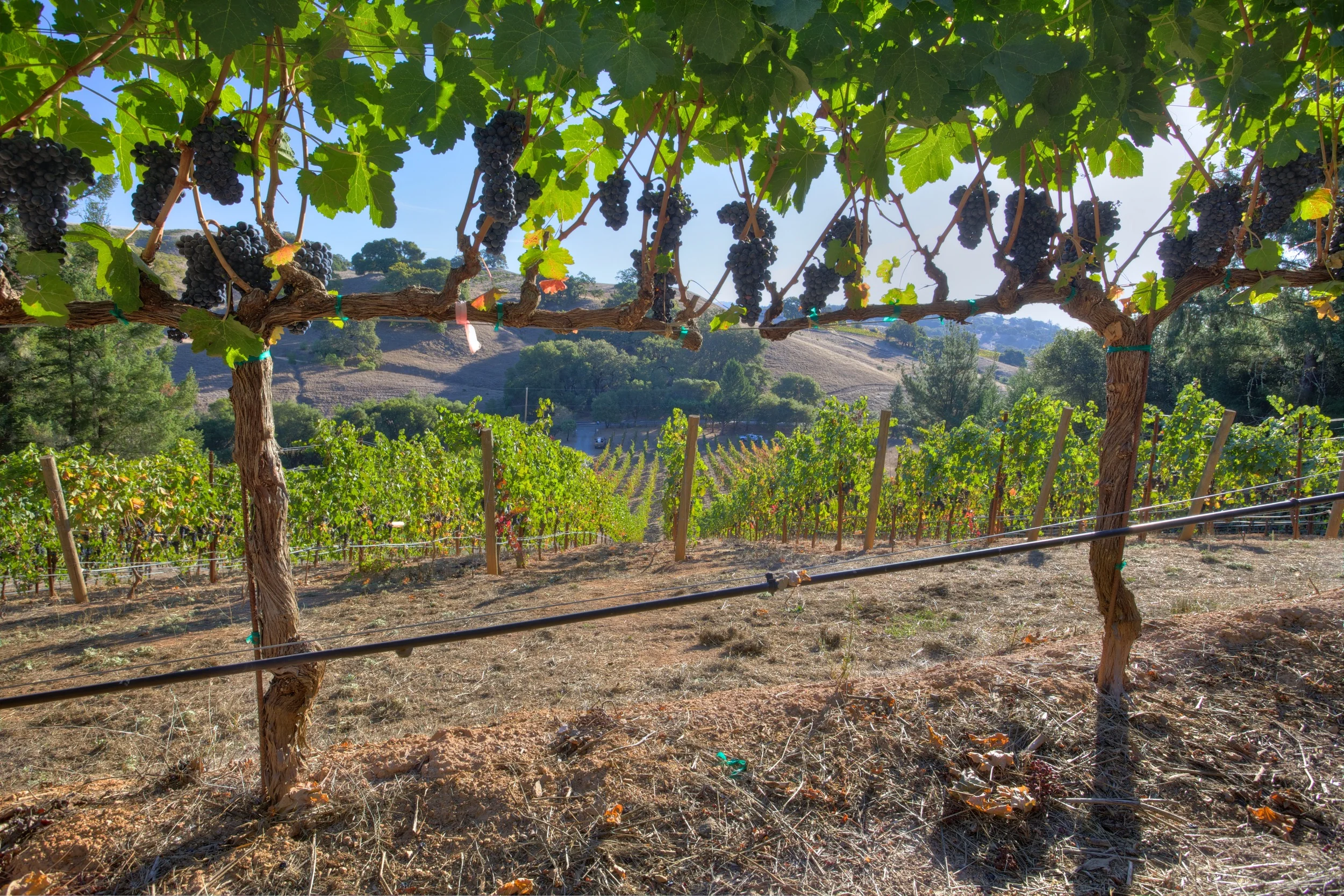 2013_Theopolis Vineyards 1.jpg