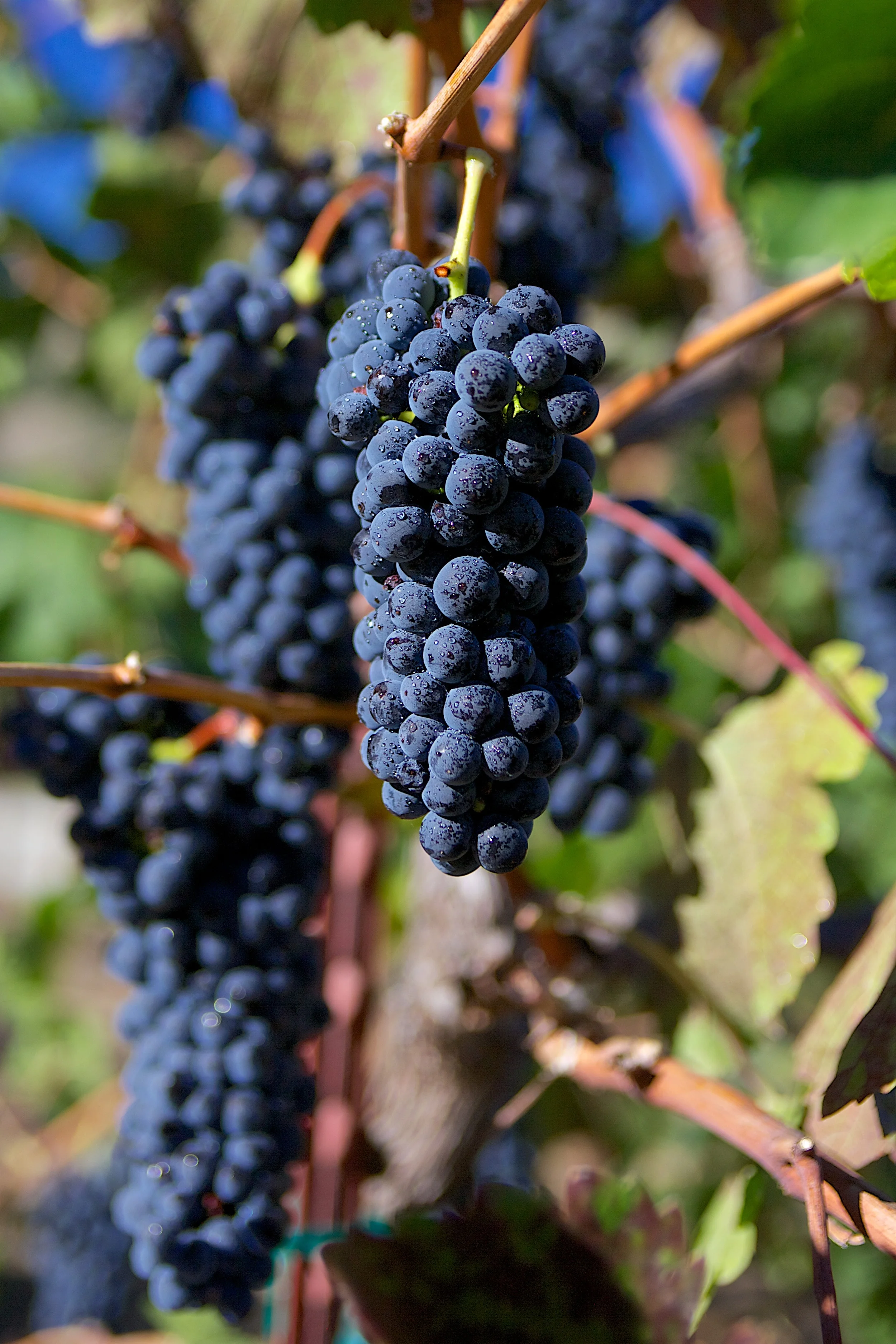 2013_Theopolis Vineyards 8.jpg