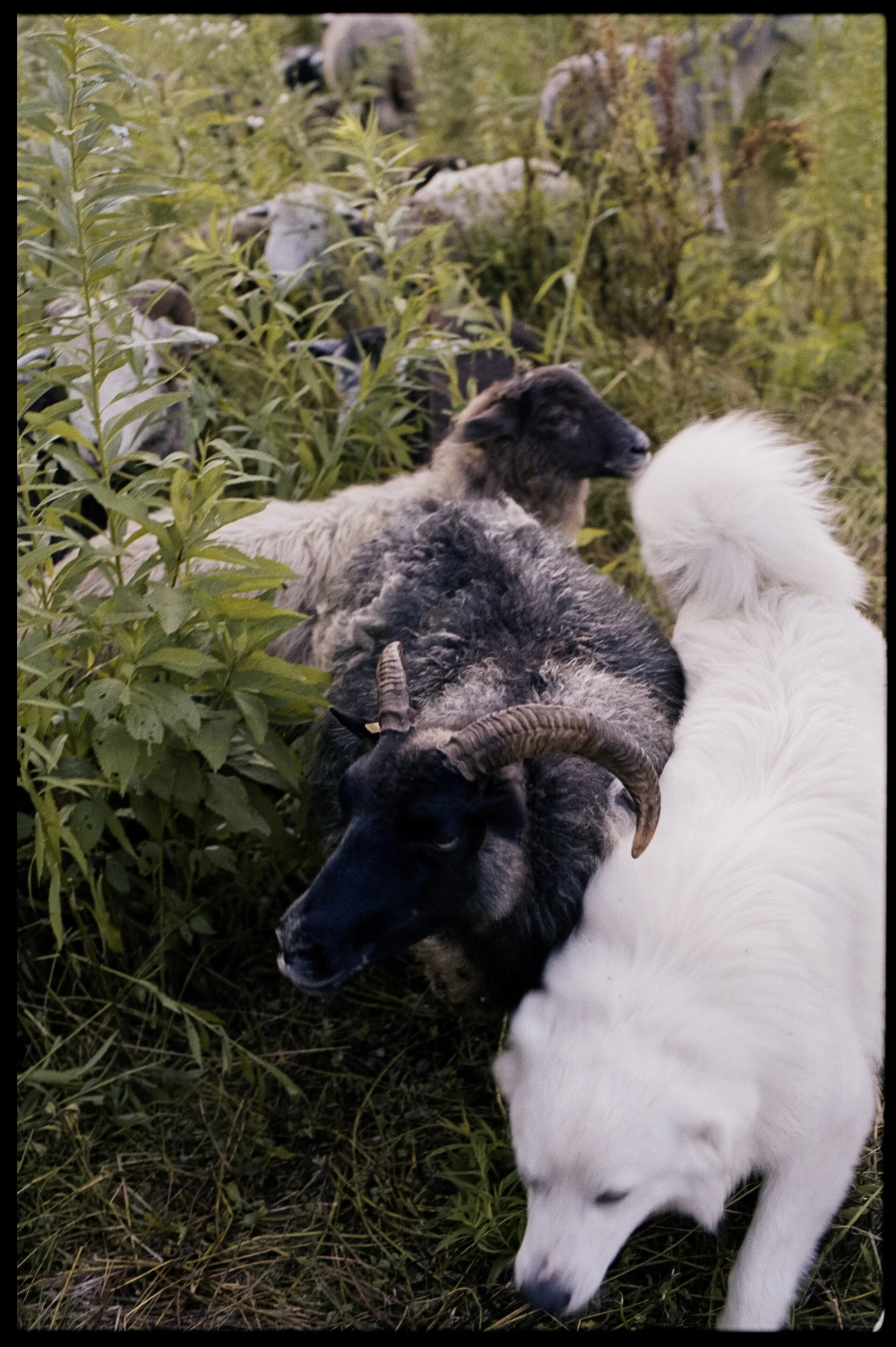McKerrowFarms2026_Film_JG_658_LR.jpg