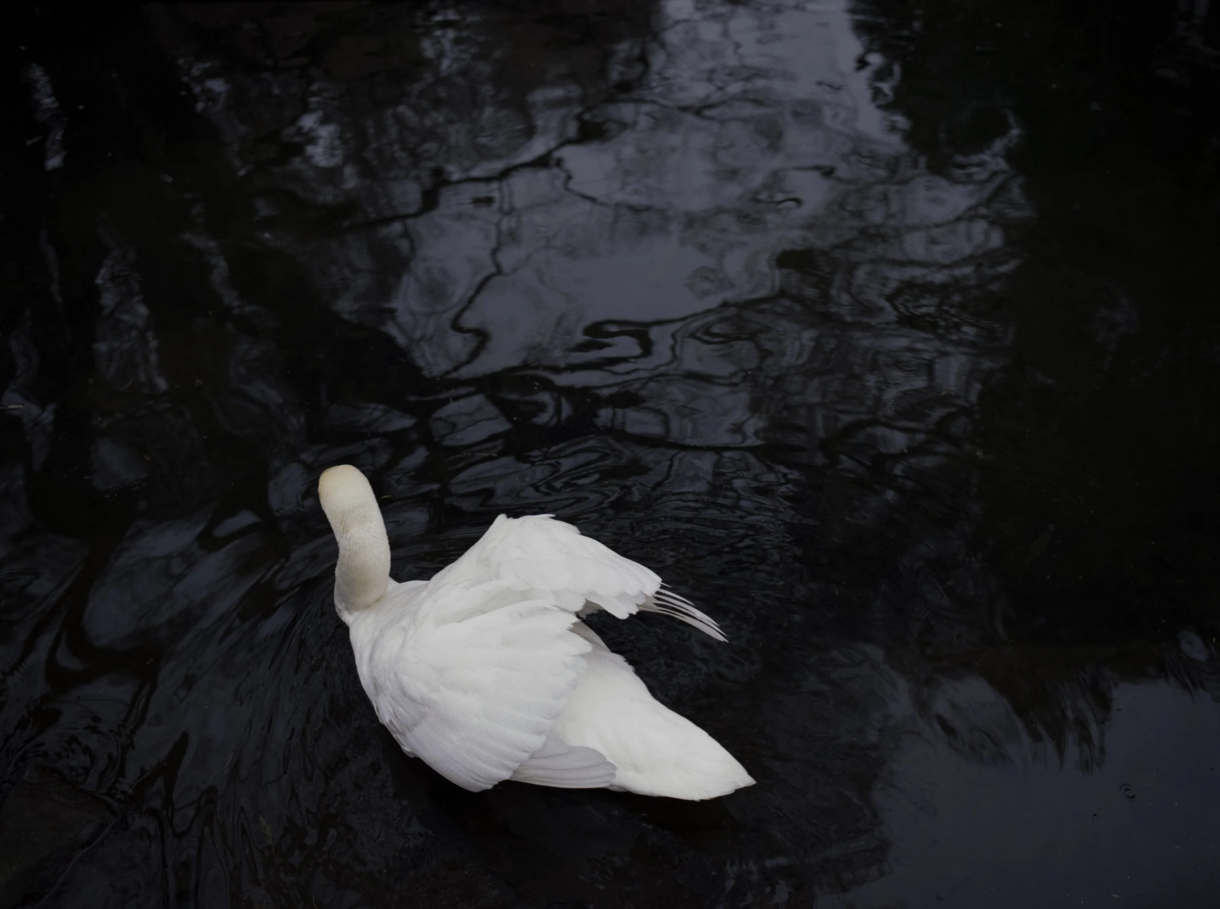 28_Swan_LRWEB.jpg