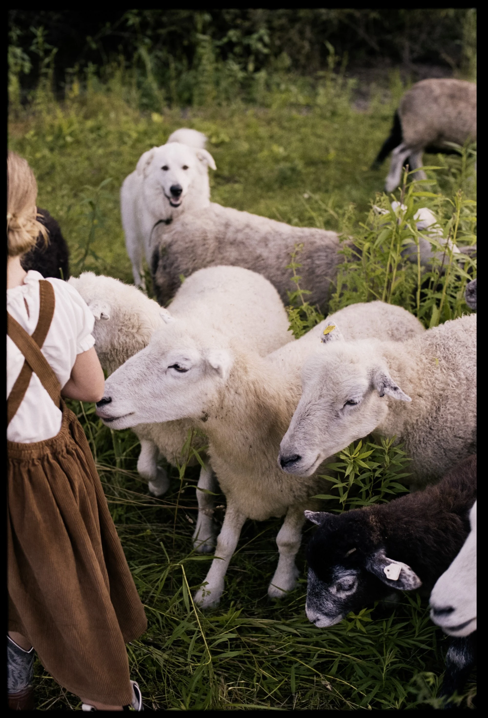 McKerrowFarms2026_Film_JG_650_LR.jpg