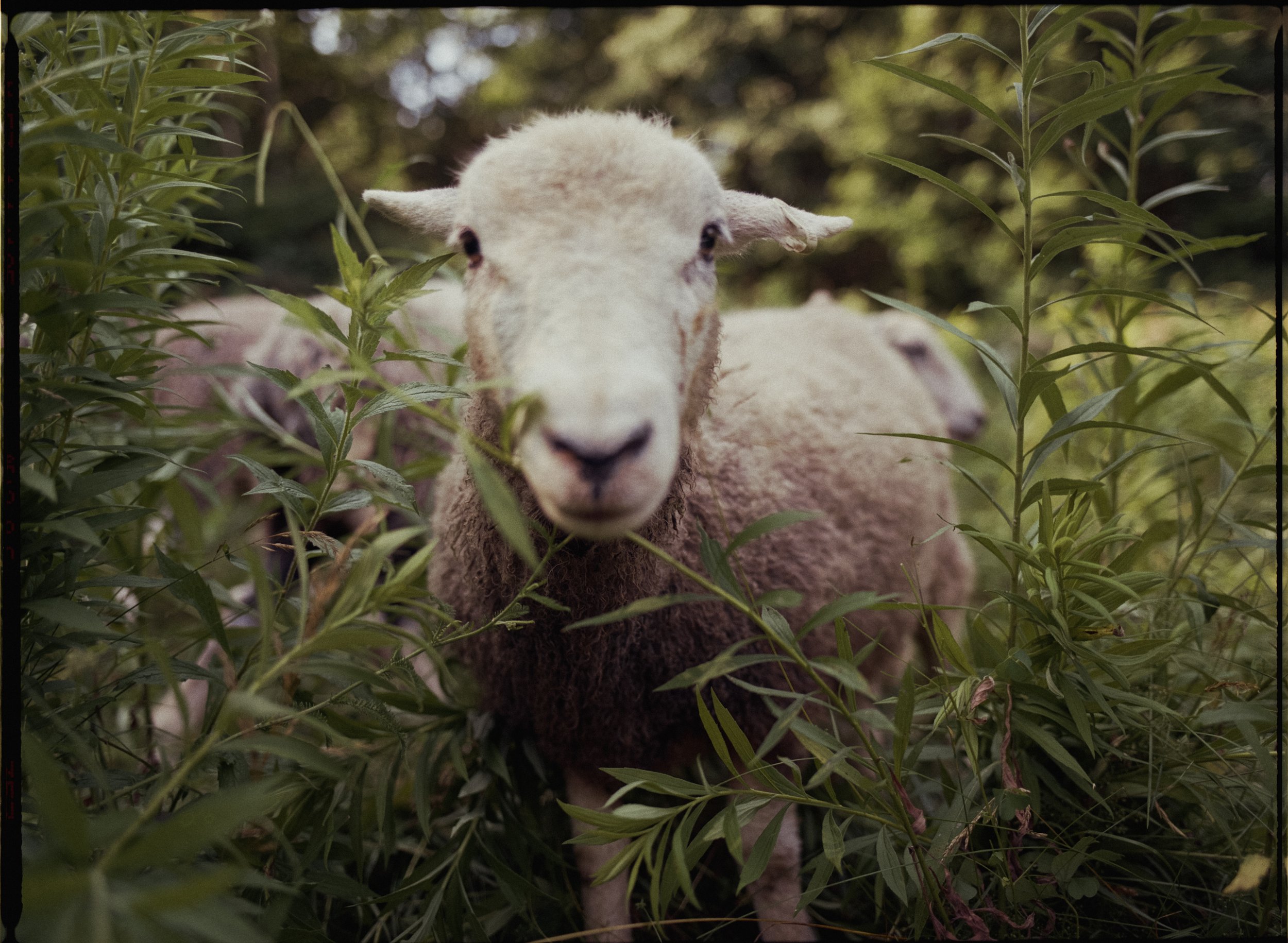 McKerrowFarms2026_Film_JG_022_LR.jpg