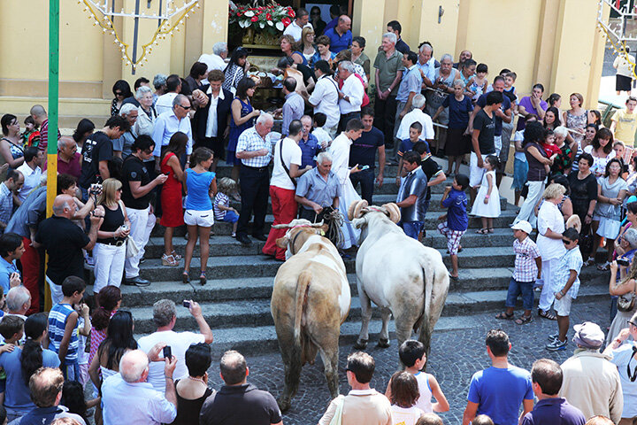 blessing of cows in Acquaro.jpeg