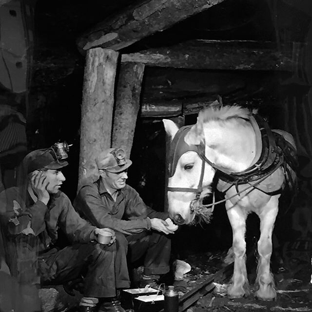 Thanks Peter Higdon Centre for the opportunity to talk about my research labour photographs in the Black Star Photo Collection yesterday! Here's a gem from the Collection: coal miners share their lunch with their work mate, a pit pony, Cape Breton Is