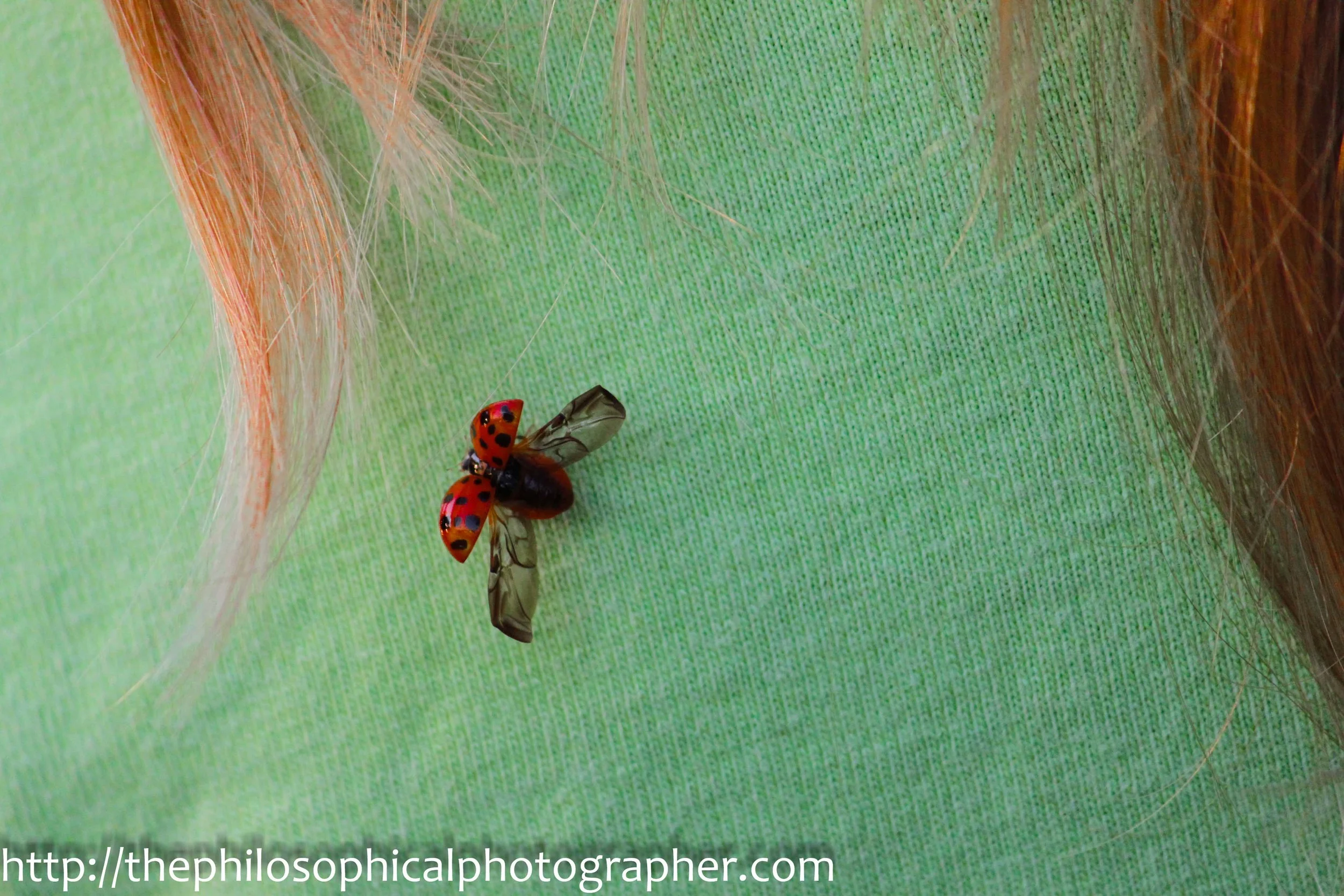 Lady Bug in Flight
Week 4, December 2010: This photo
was selected by National Geographics Daily Dozen as one of the best submitted photos of the
day.
This photo may be
selected for publication at the end of the year in their National Geographic
fan photo edition.
