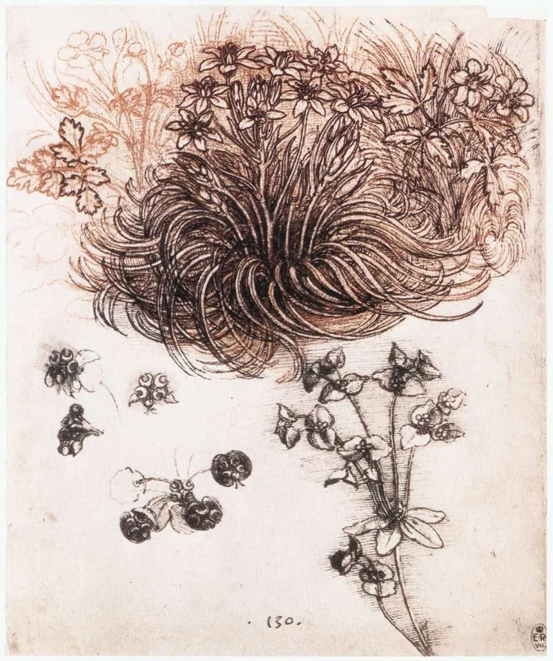 Spiraling foliage of Star of Bethlehem, c. 1508, Windsor Collection, Landscapes, Plants, and Water Studies, folio 16r