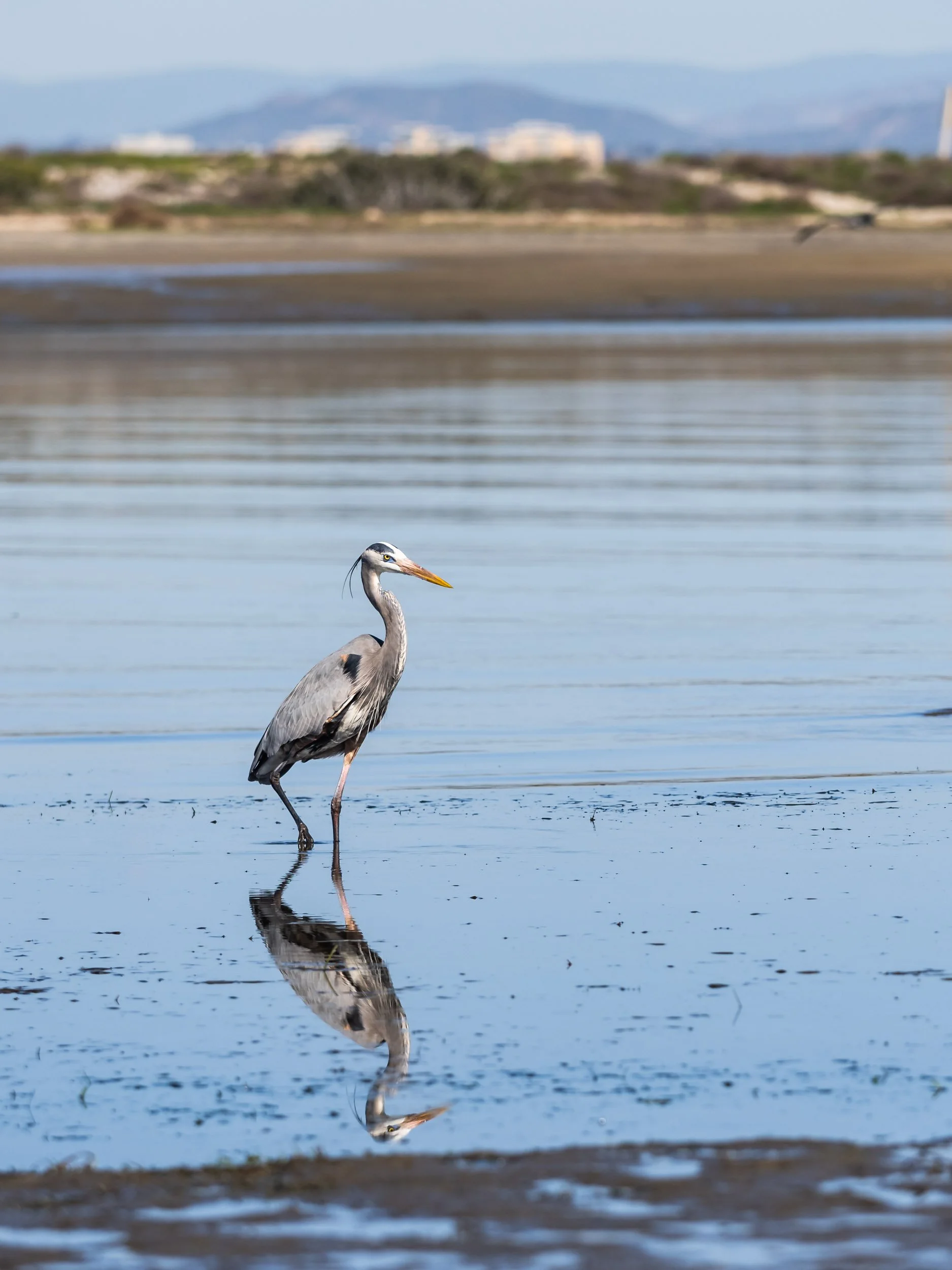 Heron Reflection
Coronado, California