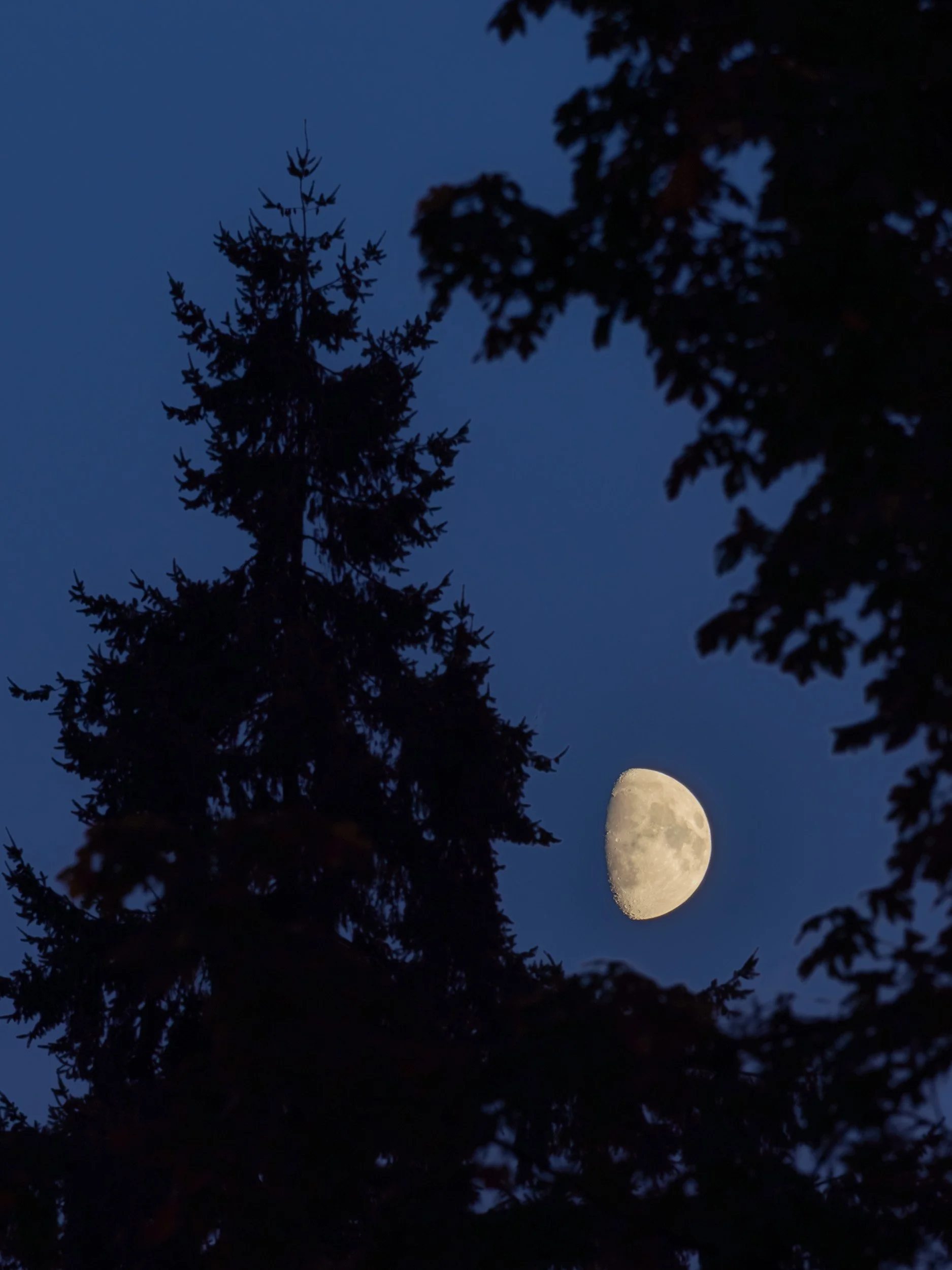 Moon Through Evegreens
Portland, Oregon