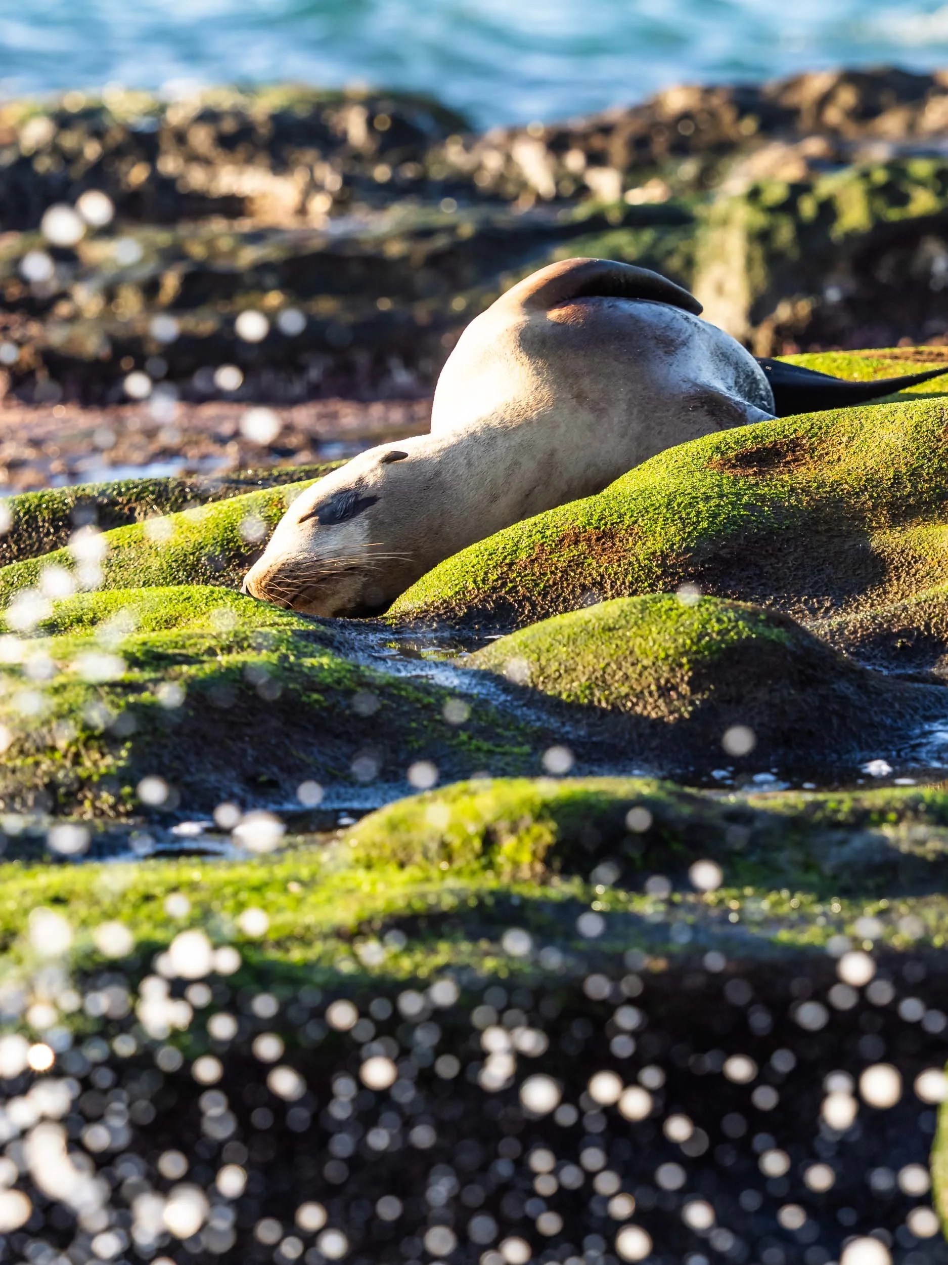 Sea Lion on Mossy Rock
La Jolla Cove, California