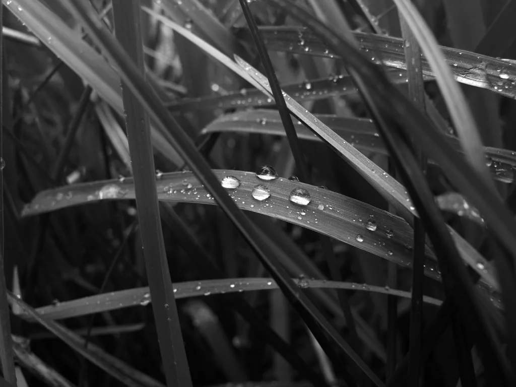 IMG_2536, bw.jpg