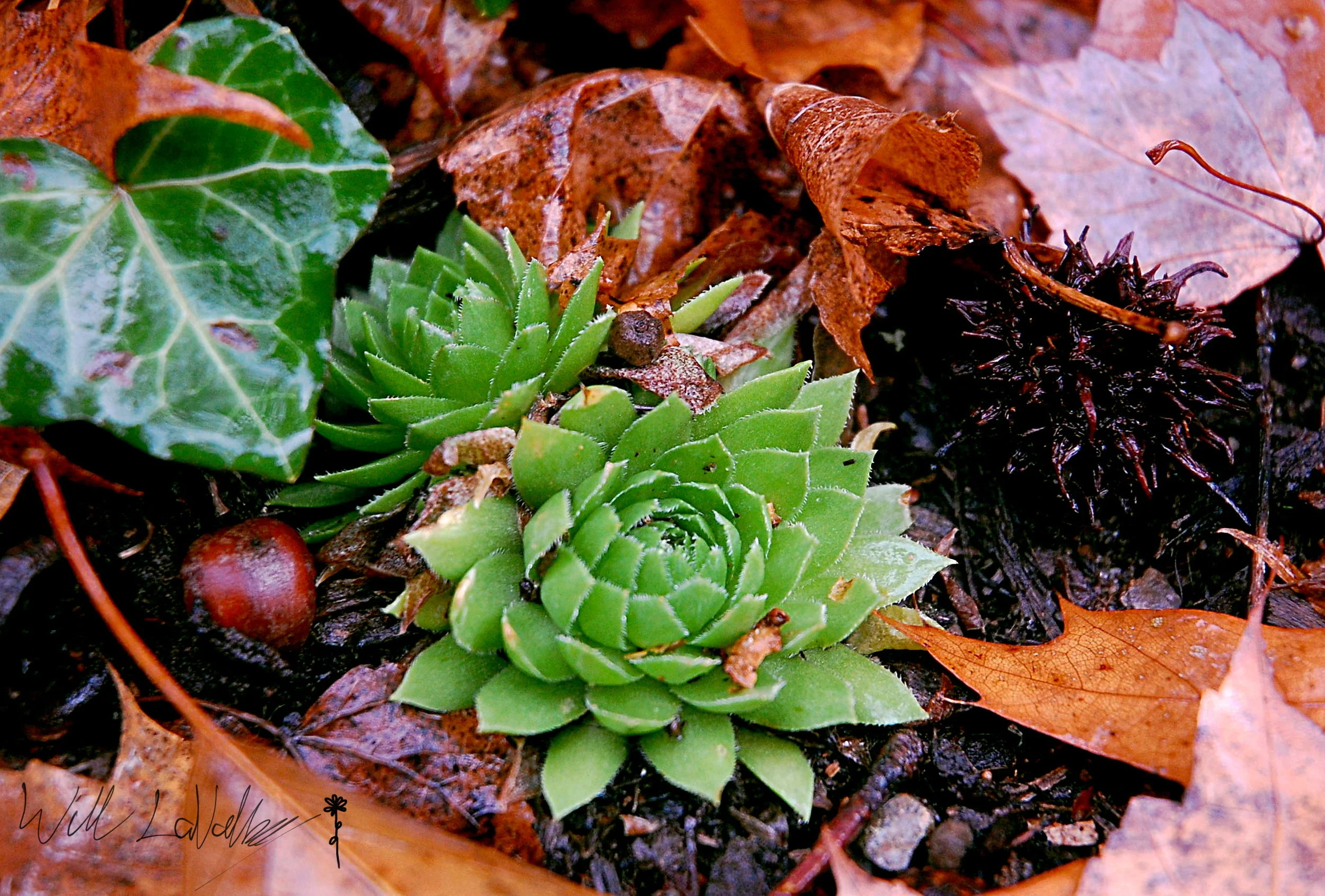 Hen and Chicks among fall leaves.