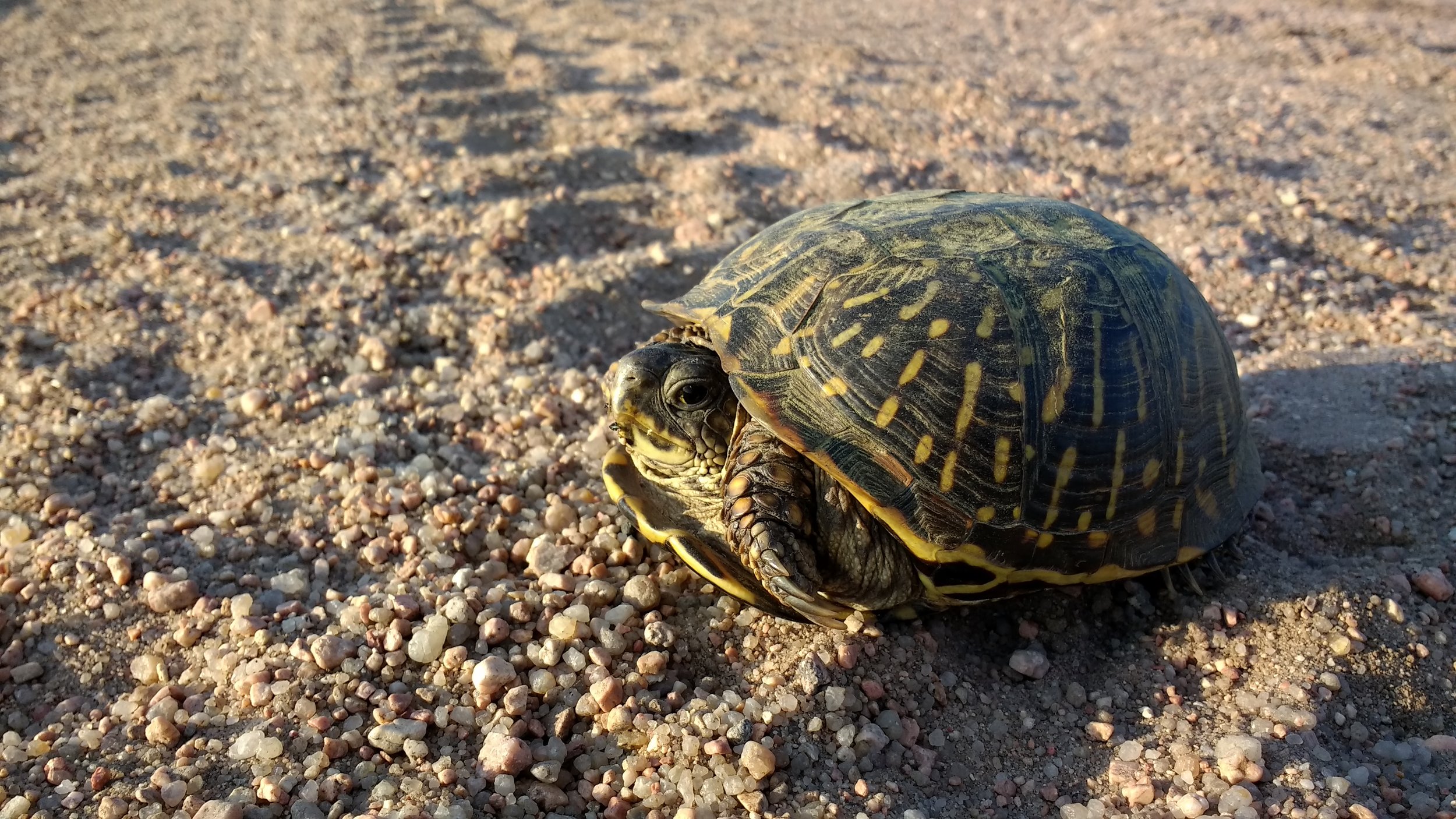 Ornate box turtle
