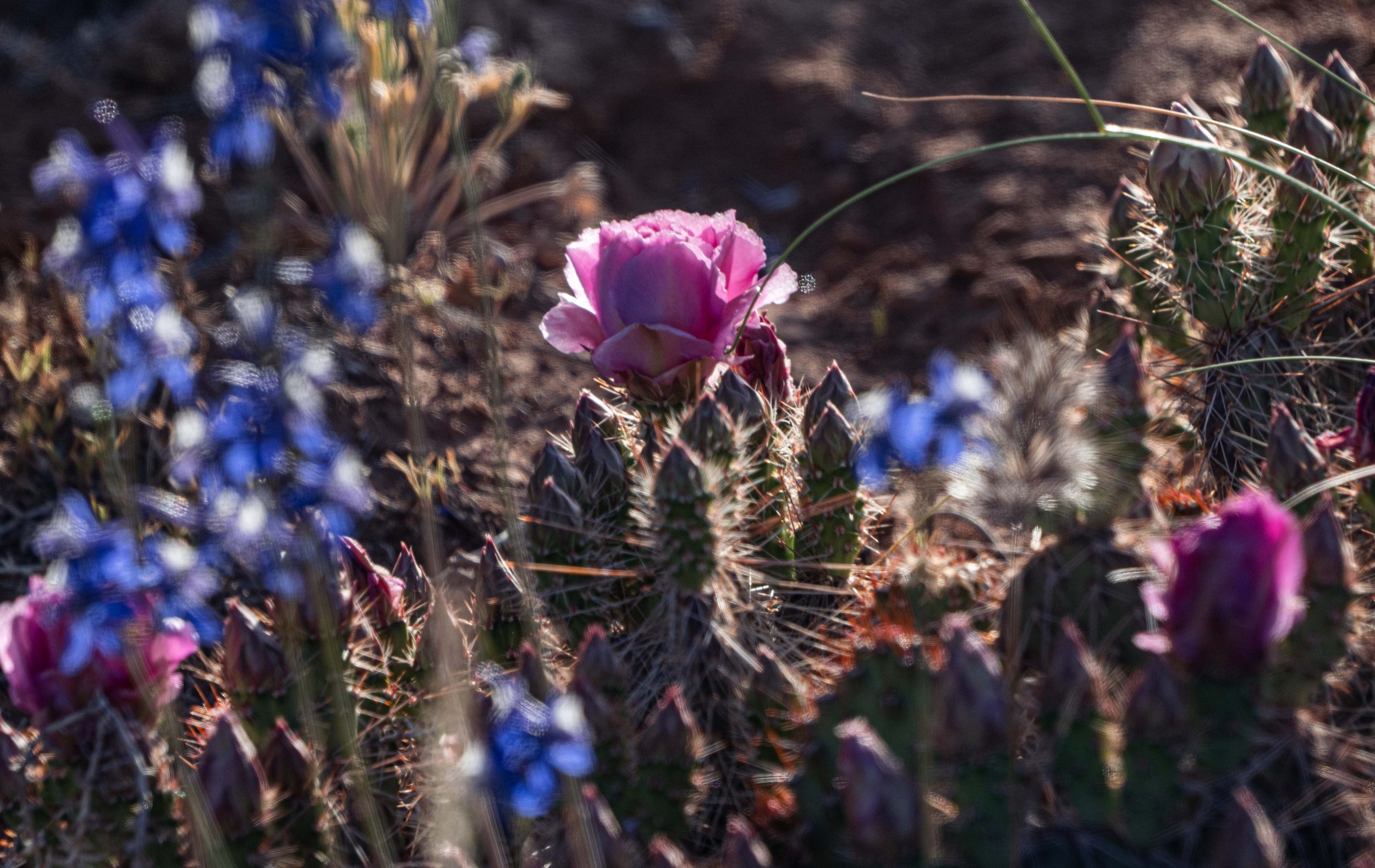 Prickly Pear Cactus, Flowers, Larkspur