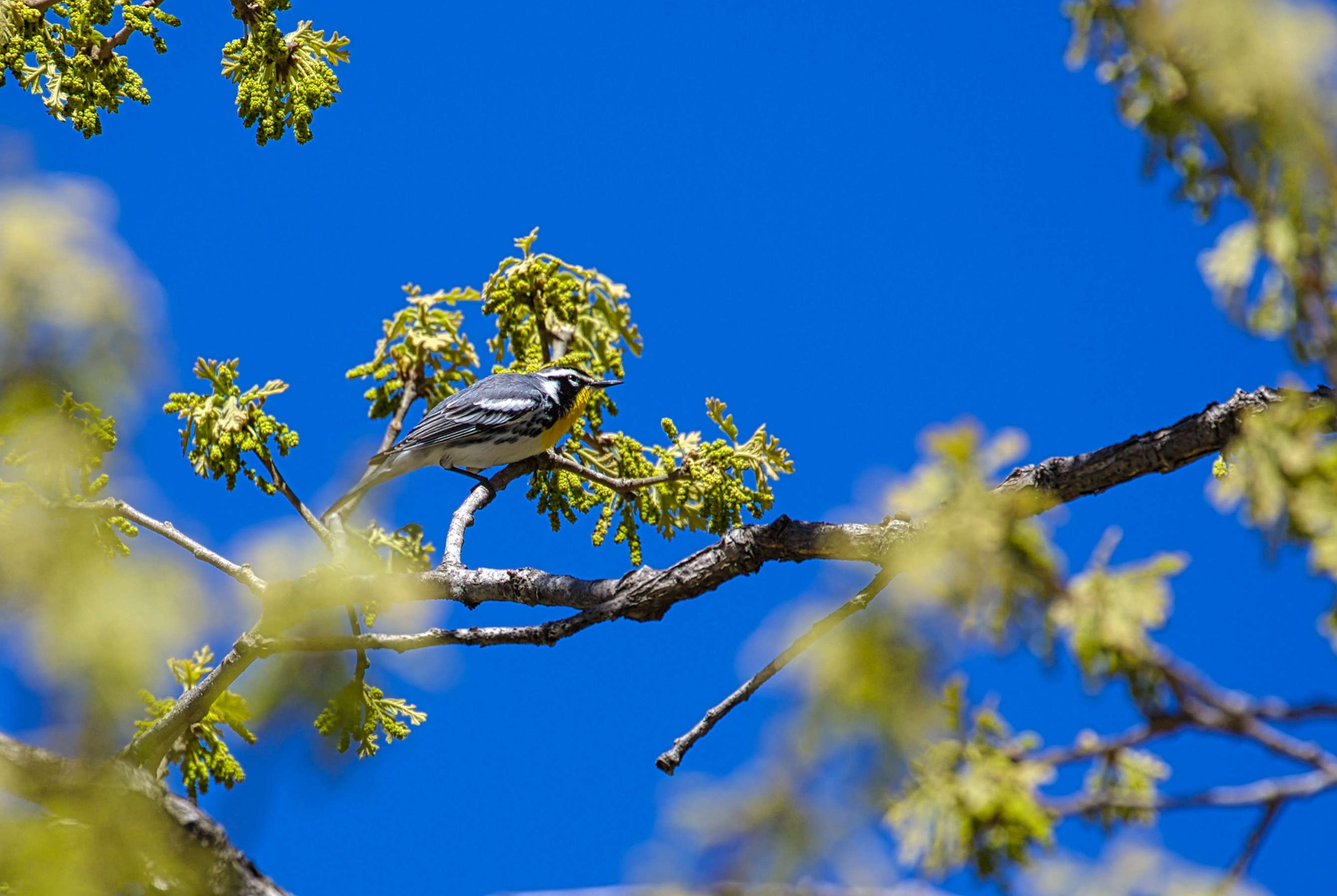 yellow throat warbler in oak tree