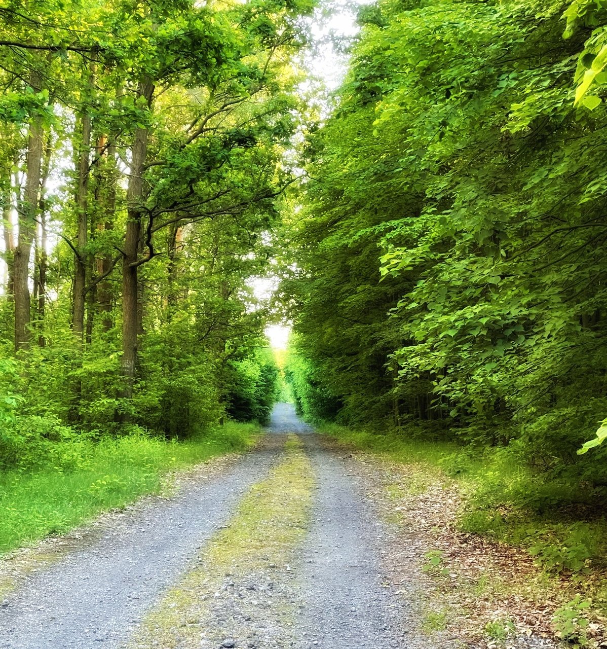 Gravel road between trees
