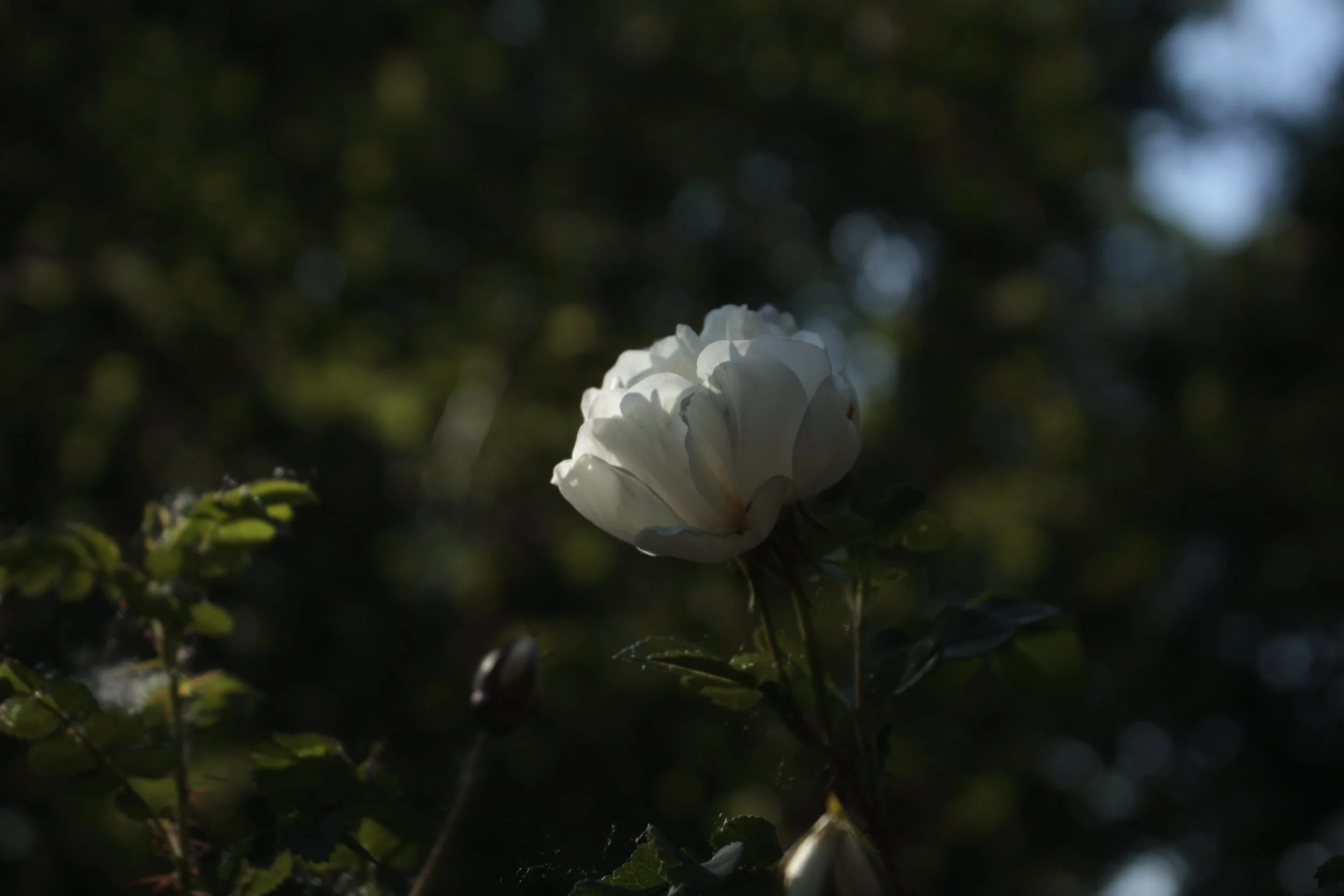 White rose backlit on a dark green background