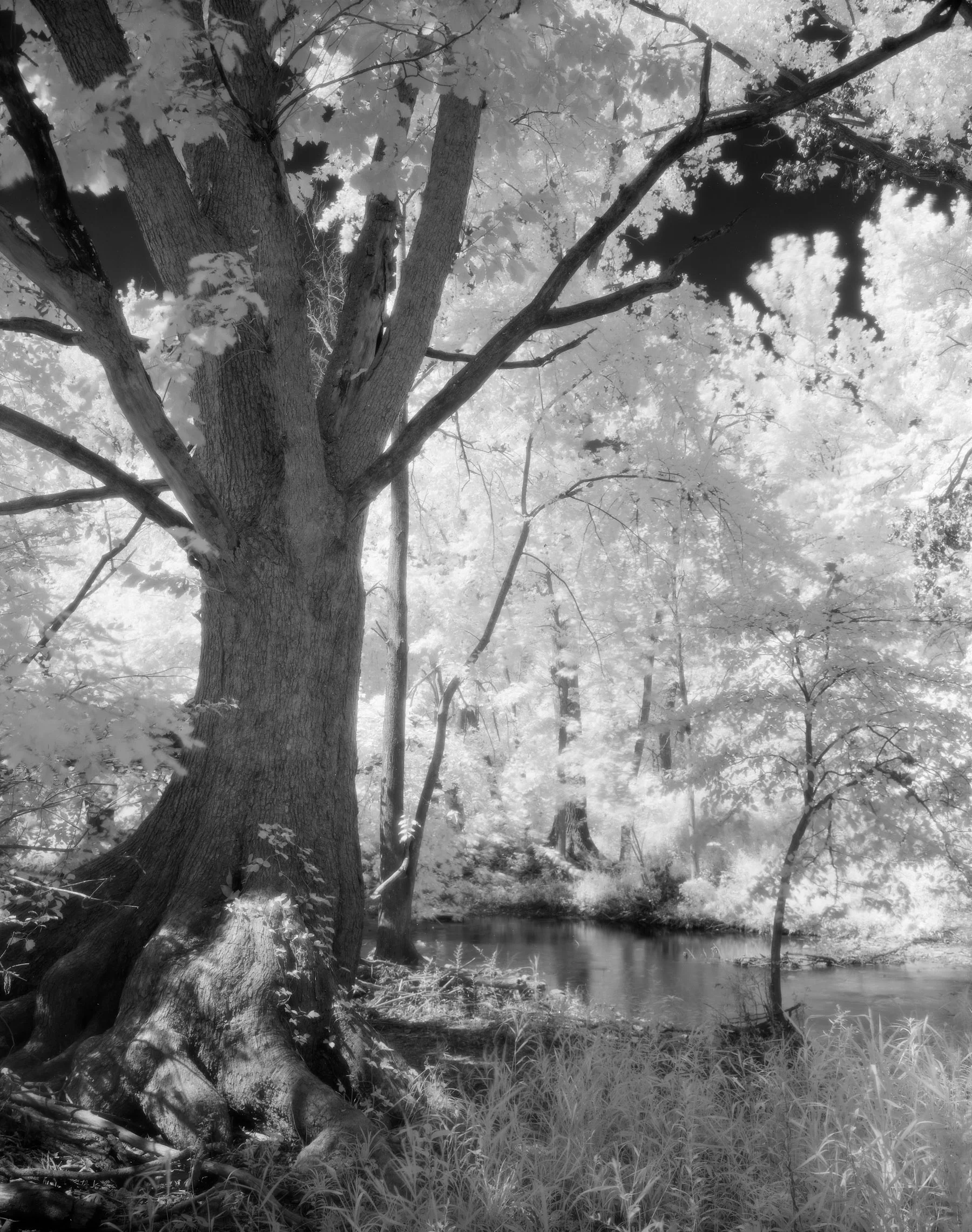 Along the Blanchard River