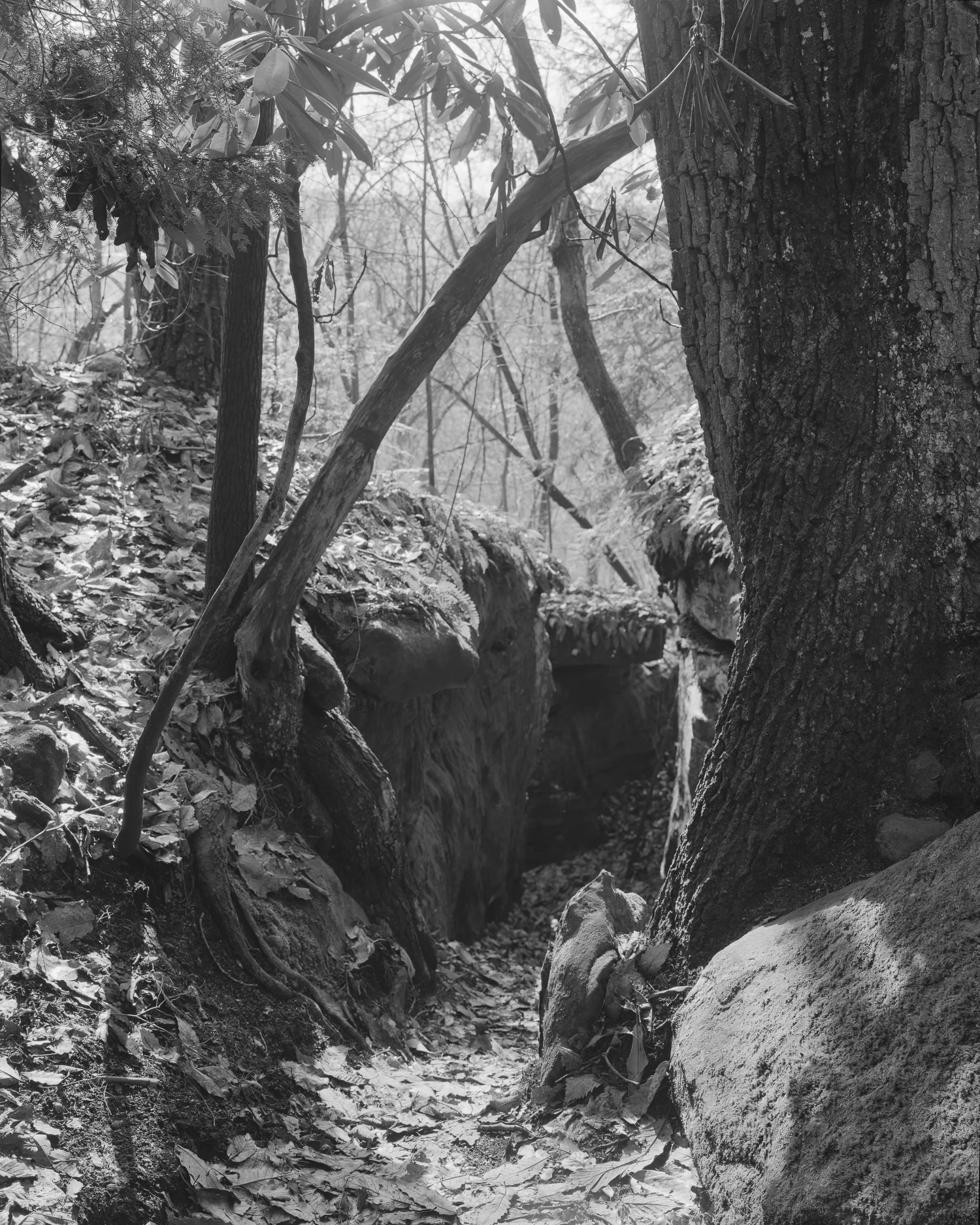 Rhododendron_Cove_008-Edit.jpg