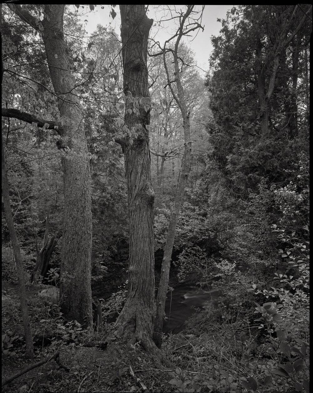 Clifton_Gorge_HP5_002.jpg