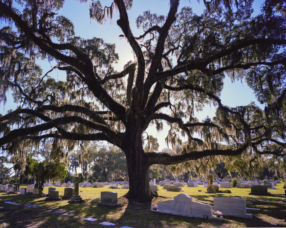 Late Afternoon, Bonaventure Cemetery