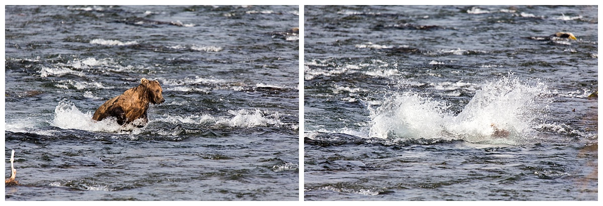 Momma employing her belly flop technique - she was my favorite bear to watch. 