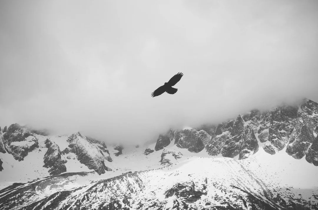 bird copy.jpg
