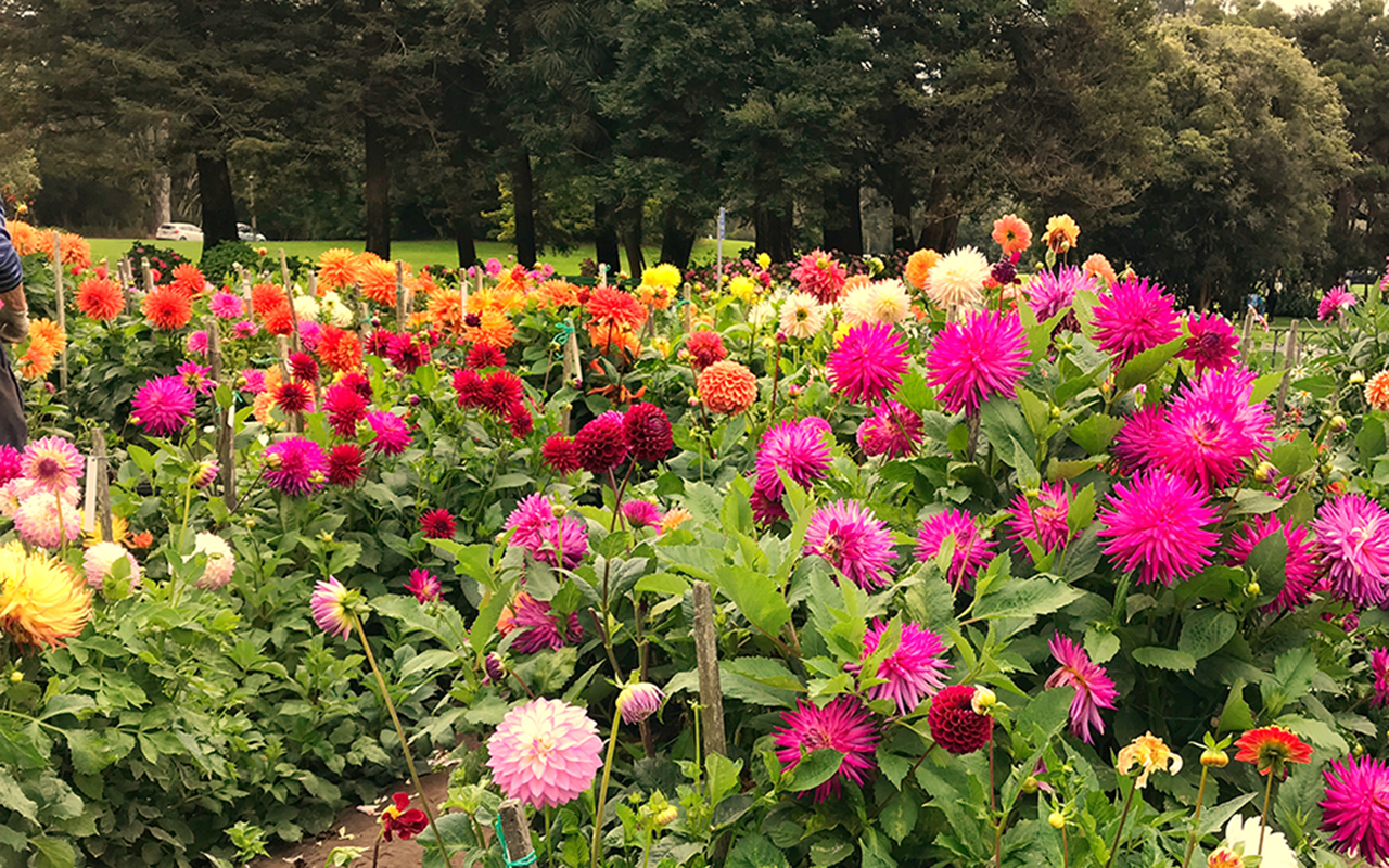 crop flowers.png