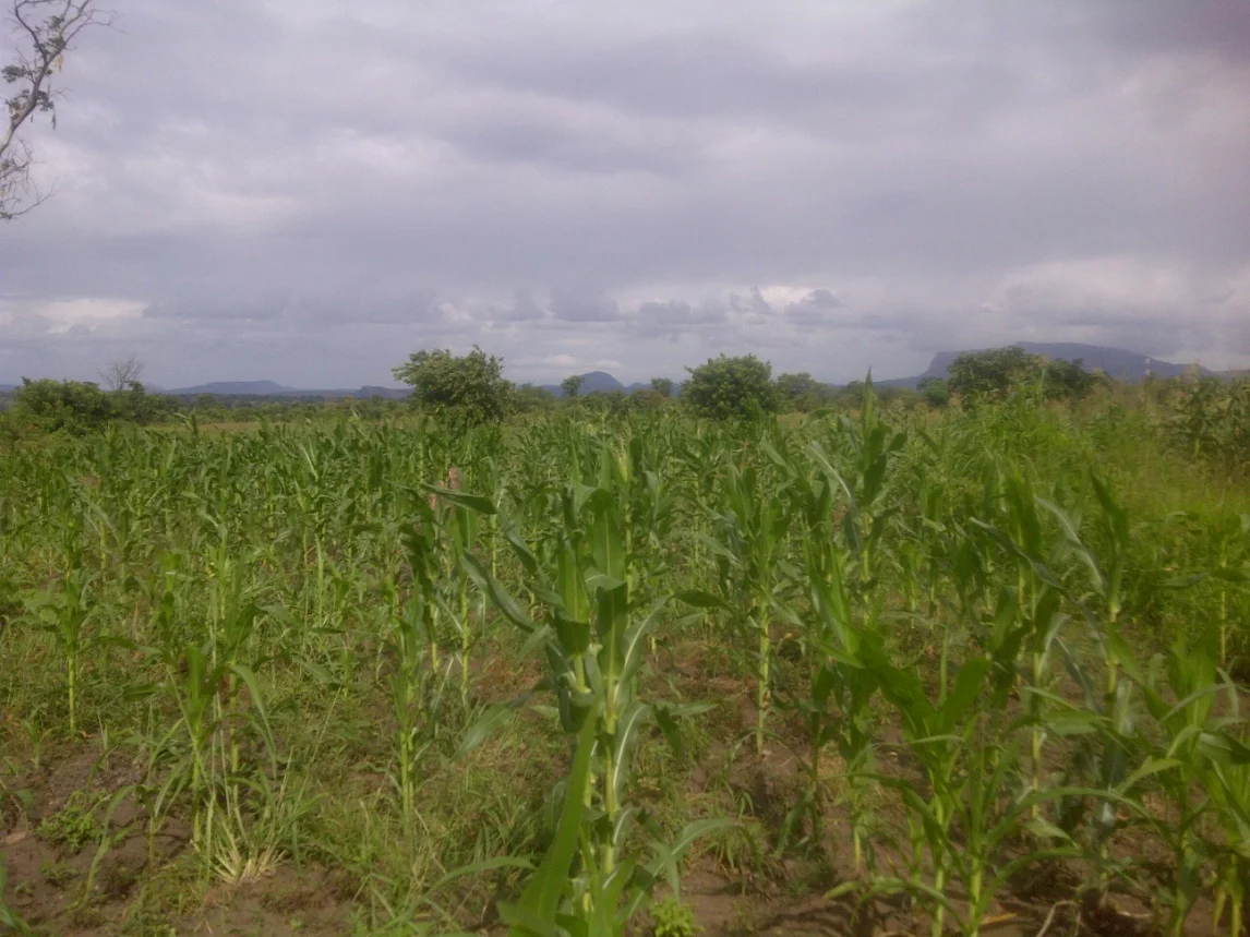 Macaderia crops