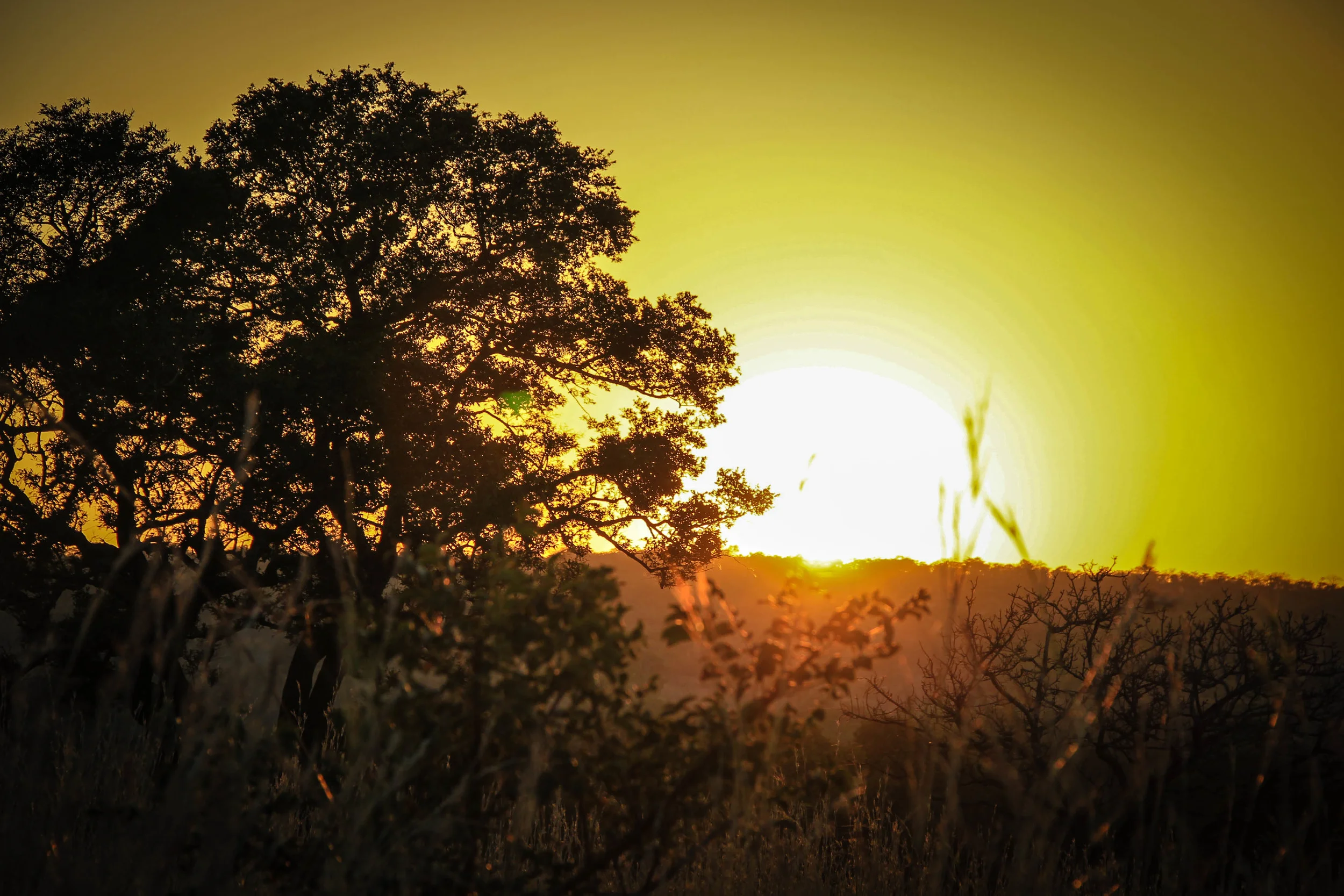 God of Wonder, God with Us