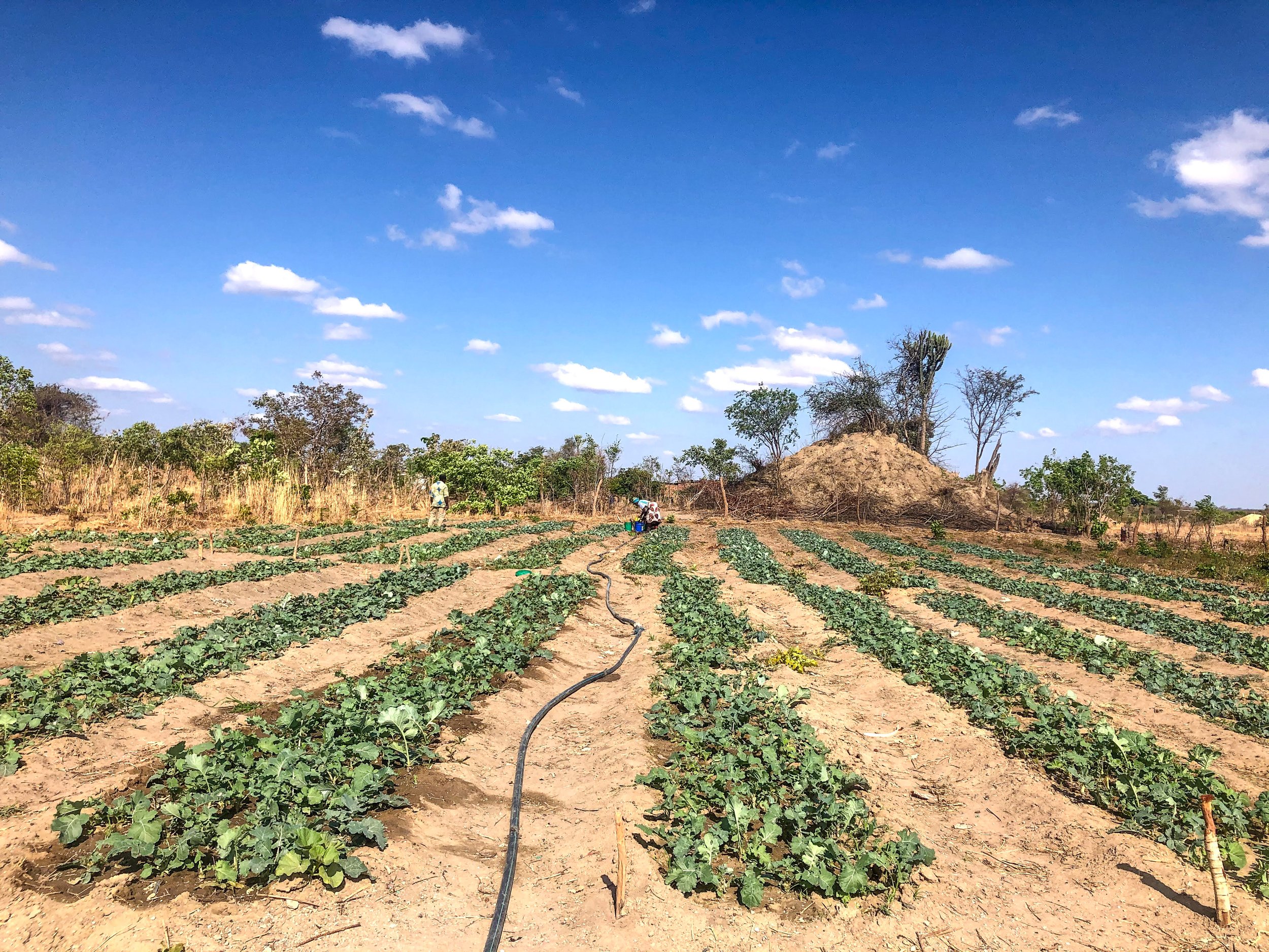   Mutabe Community, Zambia  