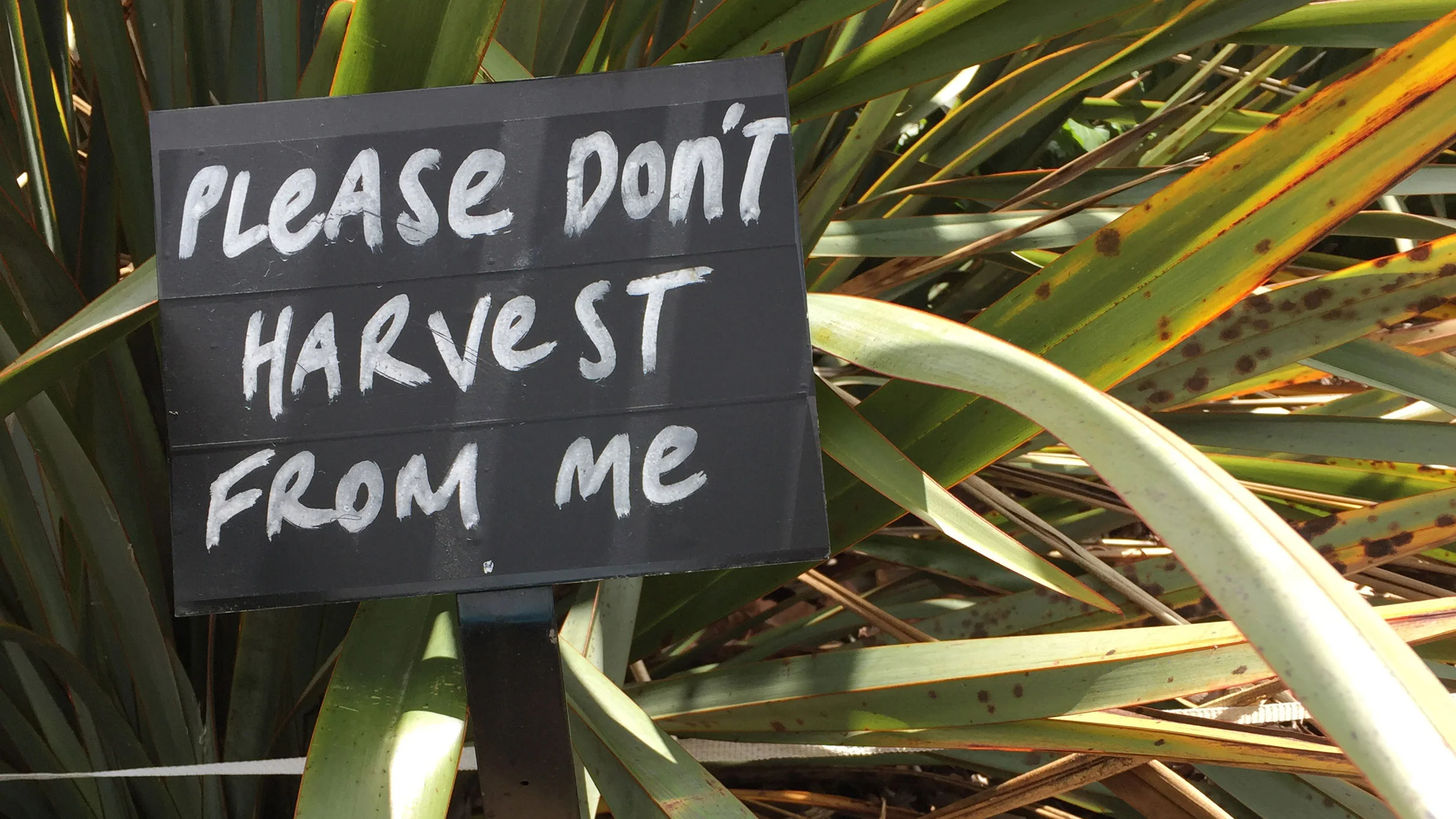 The Auckland Botanical Gardens have lots of signs and this one asked people not to cut the harakeke (flax) and I felt the same way.