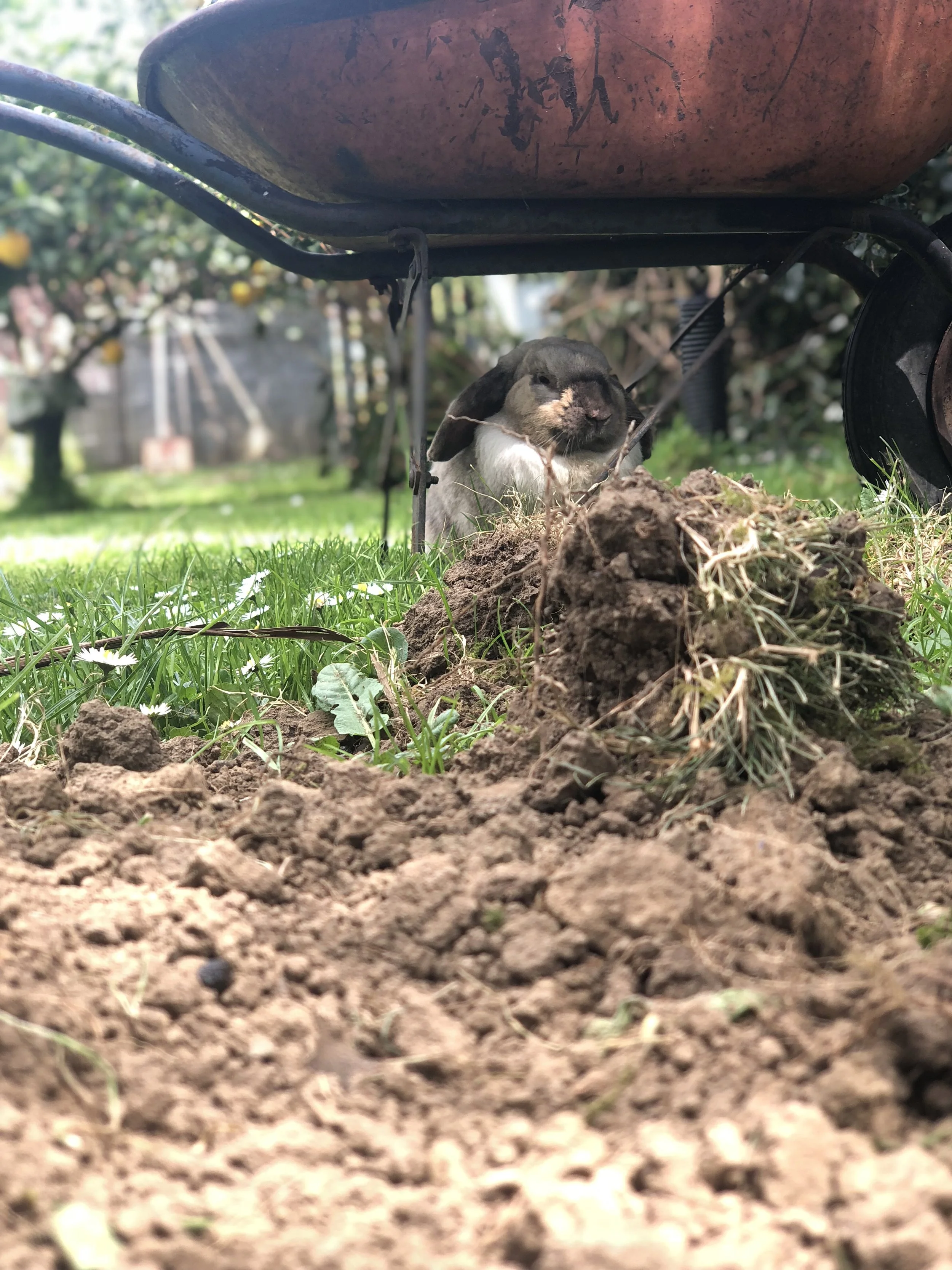 Pepper pausing to admire the pile of dirt from her latest round of tunnelling.