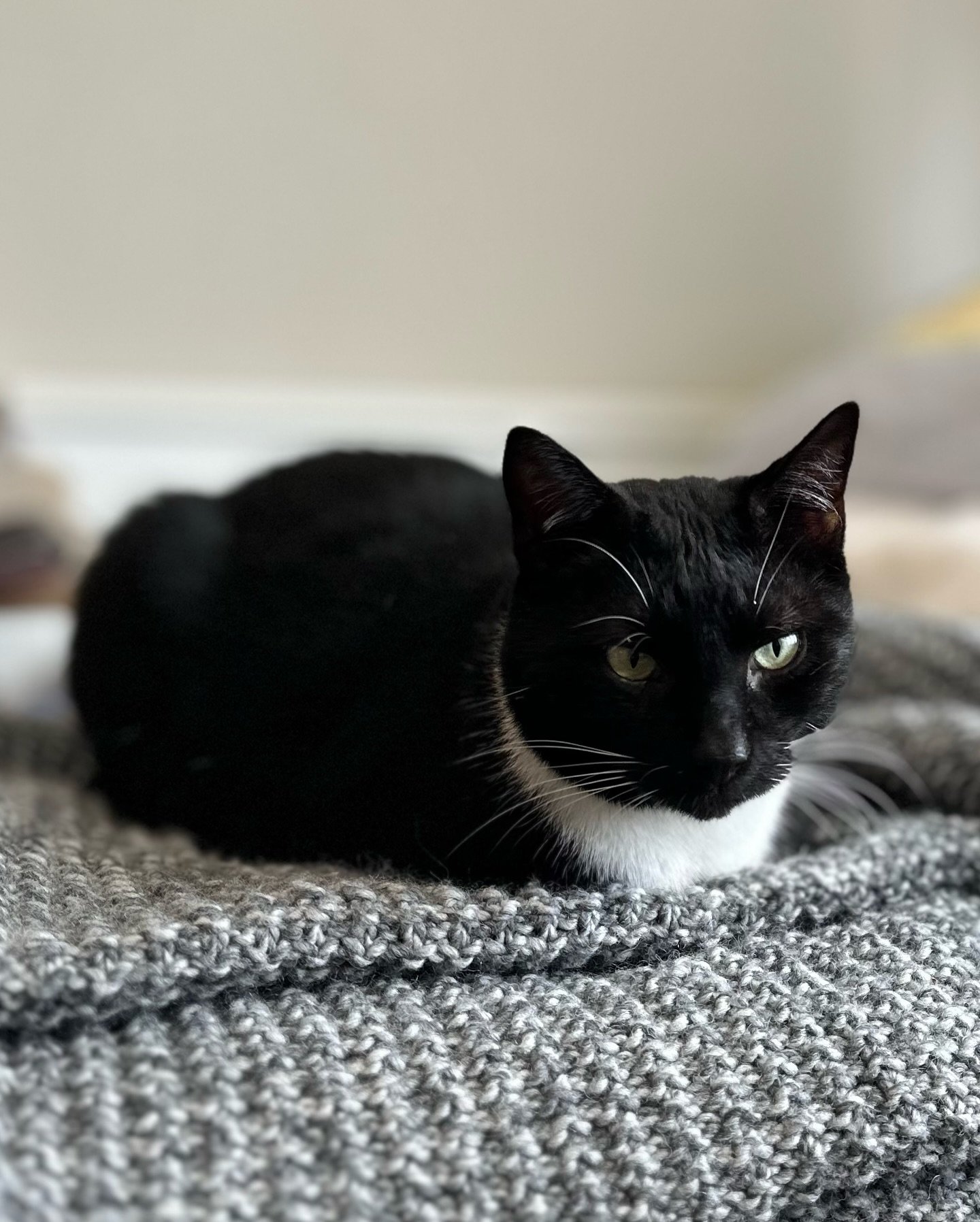 My buddy Toothless here, woke me up at 2.50am watching tv in the living room. He had the volume at an increasingly inconsiderate level. So i took the remote from him and turned tv off and told him to go. To. Sleep. Not on the remote this time.
