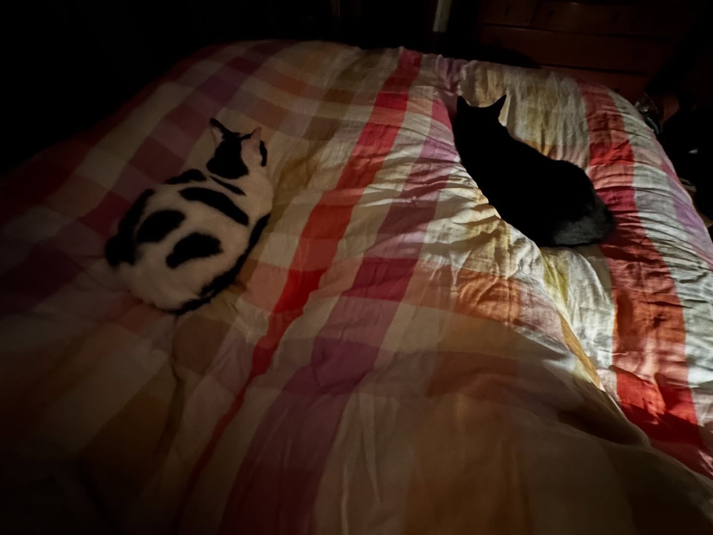 My old boys.