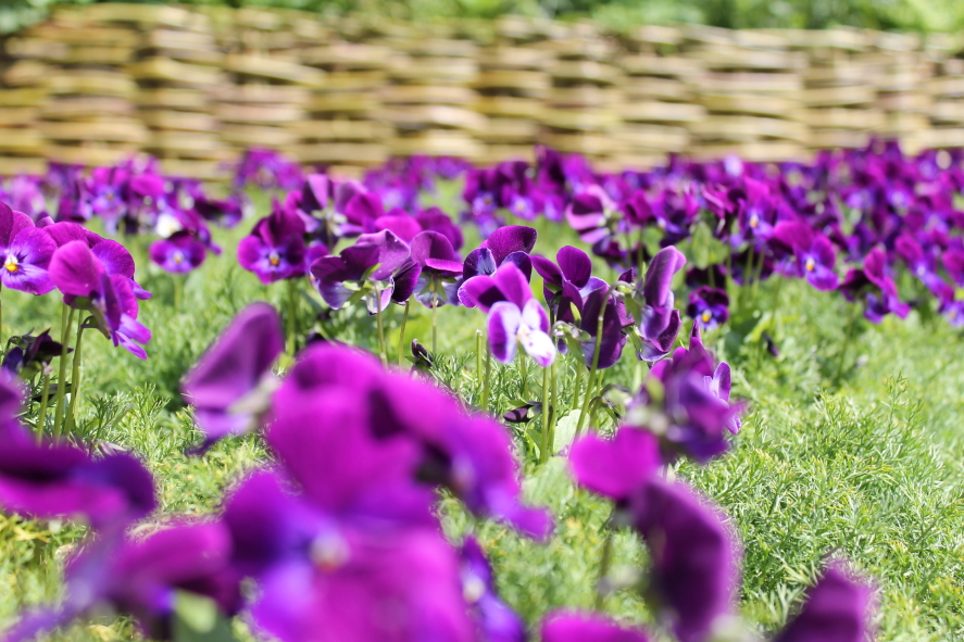 Drake Hourigan Bloom Web030.JPG