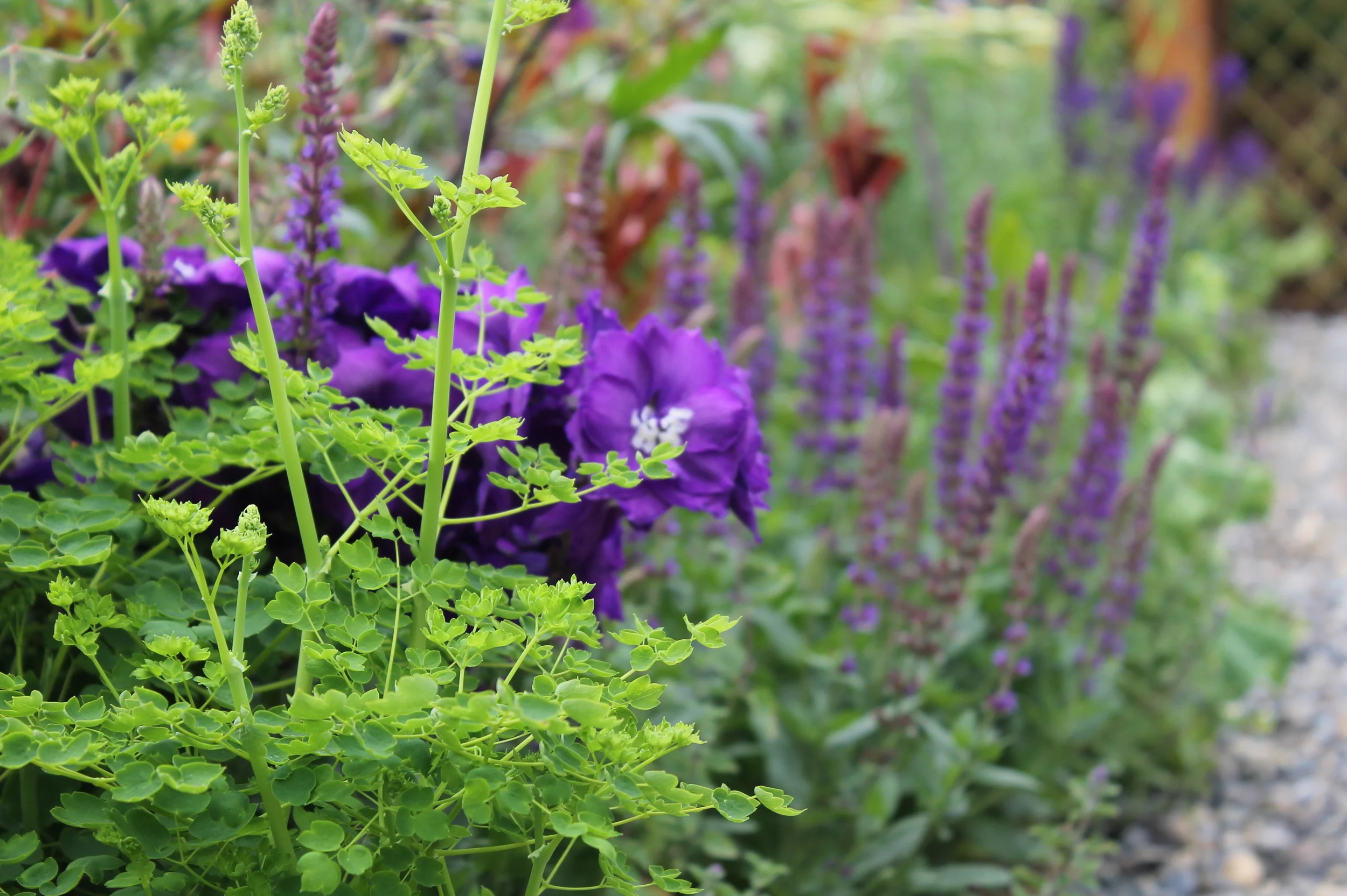 Drake Hourigan Bloom Web023.JPG