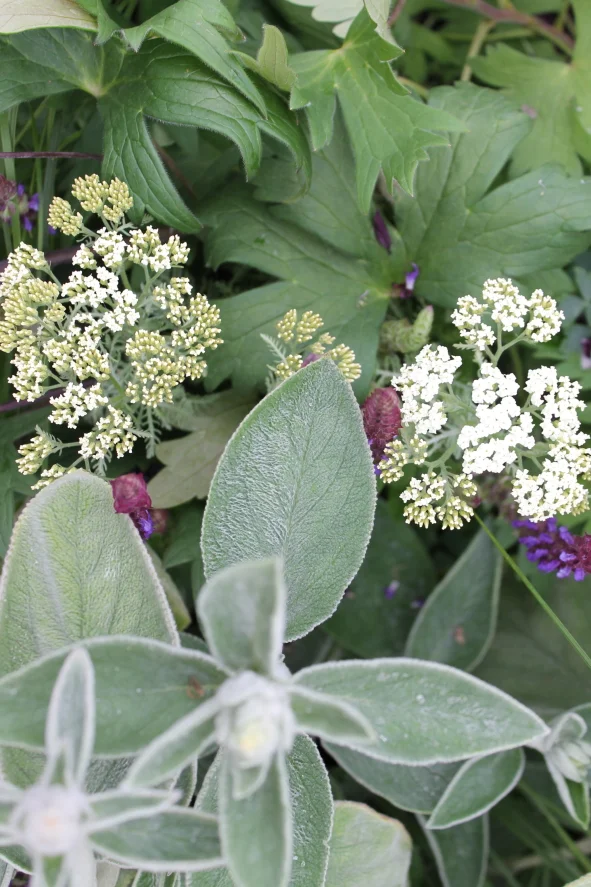 Drake Hourigan Bloom Web014.JPG