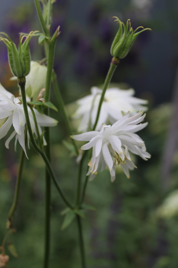 Aquilegia 'White Barlow'.JPG