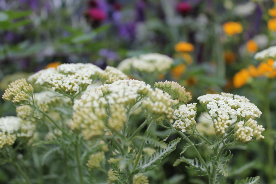 Achillea 'Neilreichii'.JPG