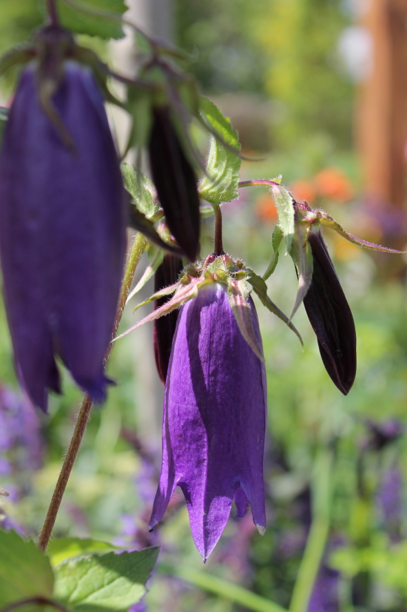 Campanula 'Sarastro'.JPG