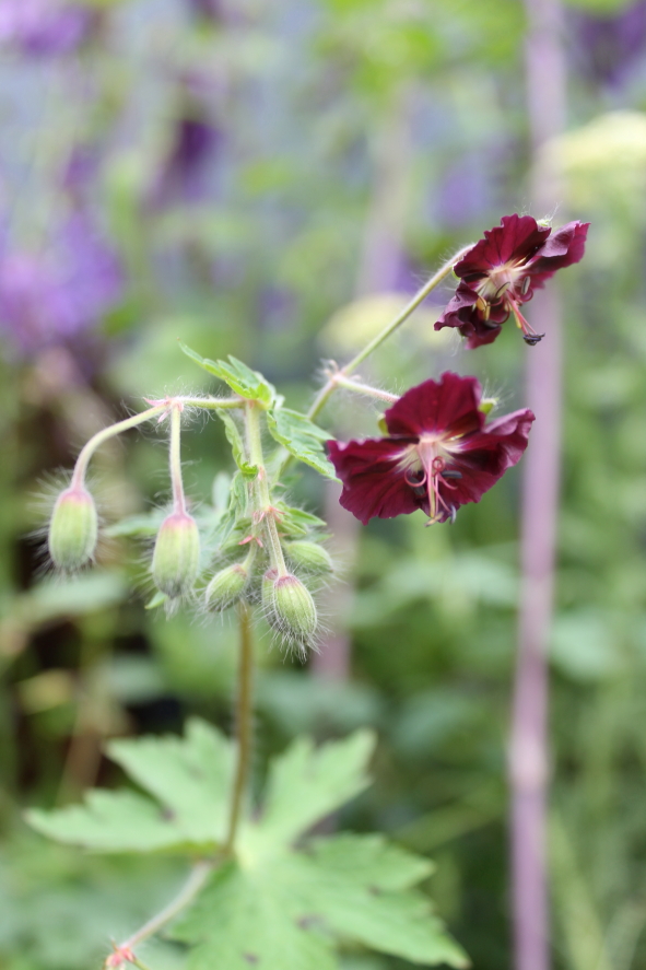 Geranium phaeum.JPG