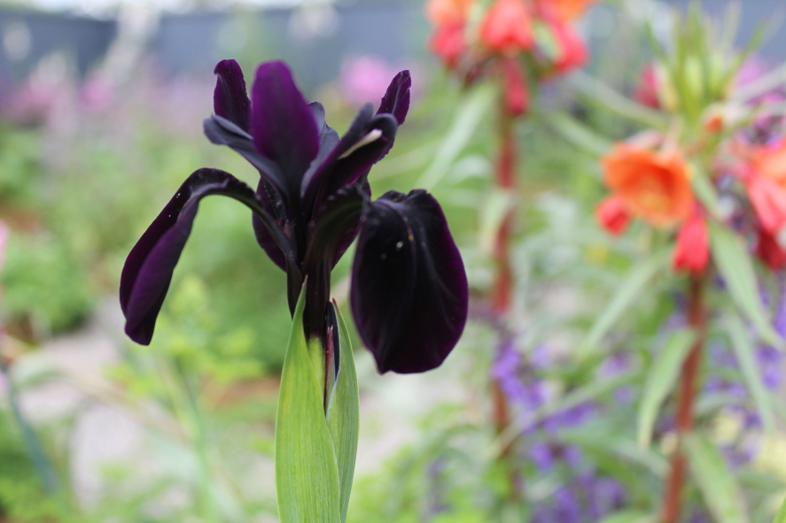 Iris 'Kilmurry Black’.JPG